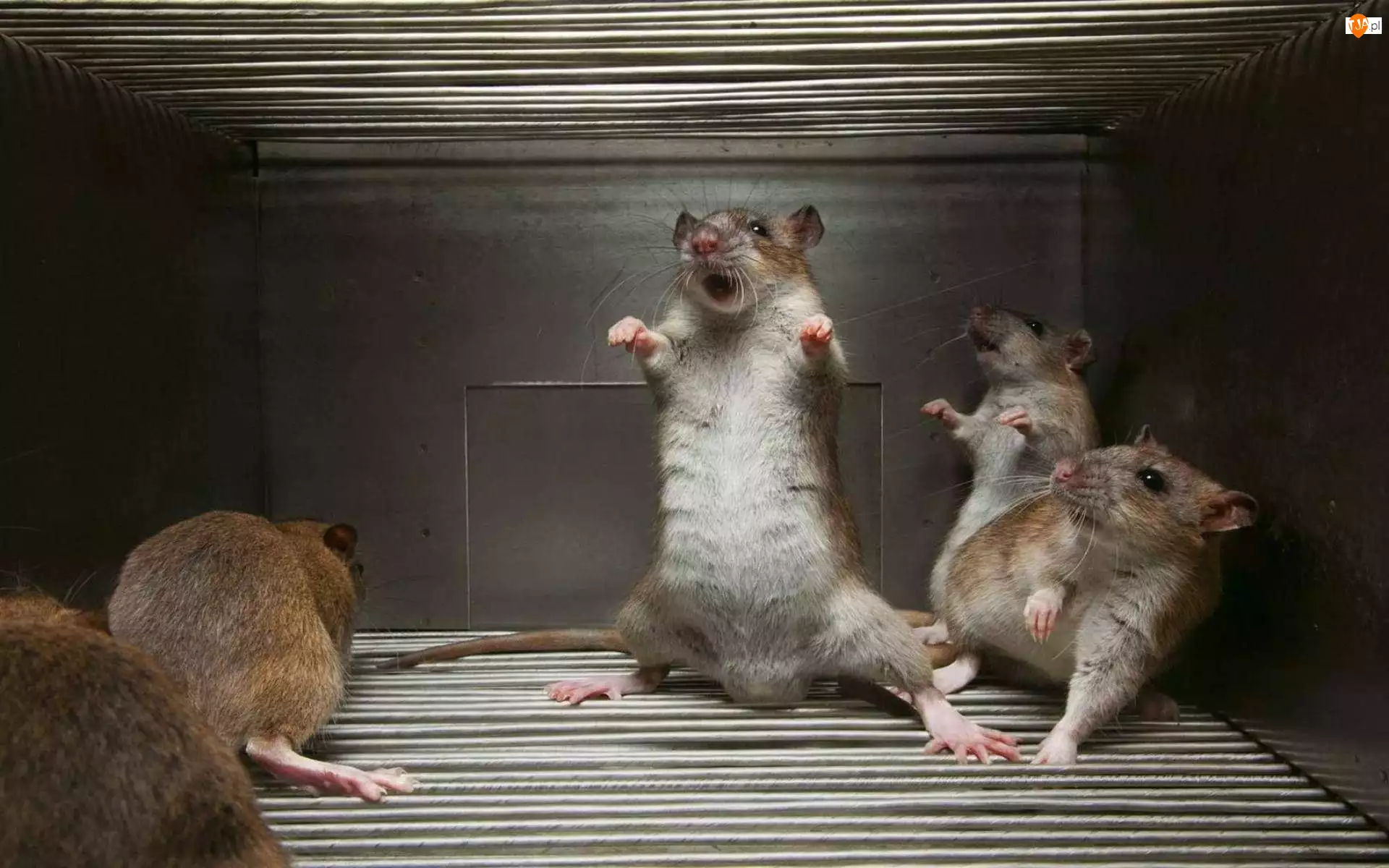 Szczury, Taniec