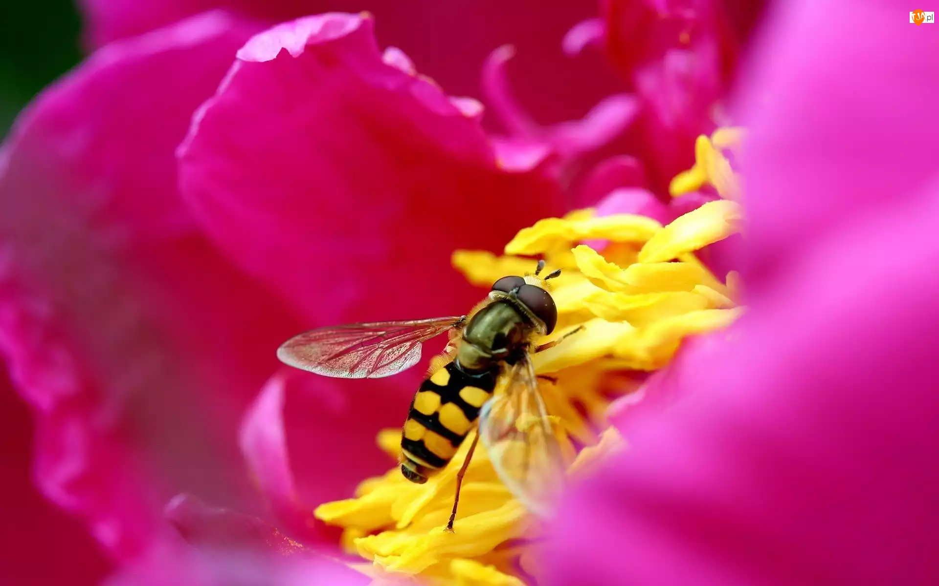 Pszczoła, Kwiatka, Środek, Różowego