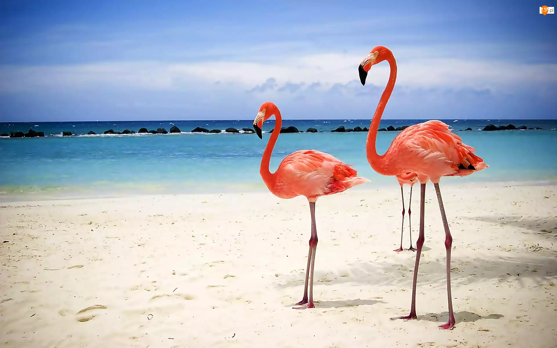 Plaża, Flamingi, Morze, Niebo
