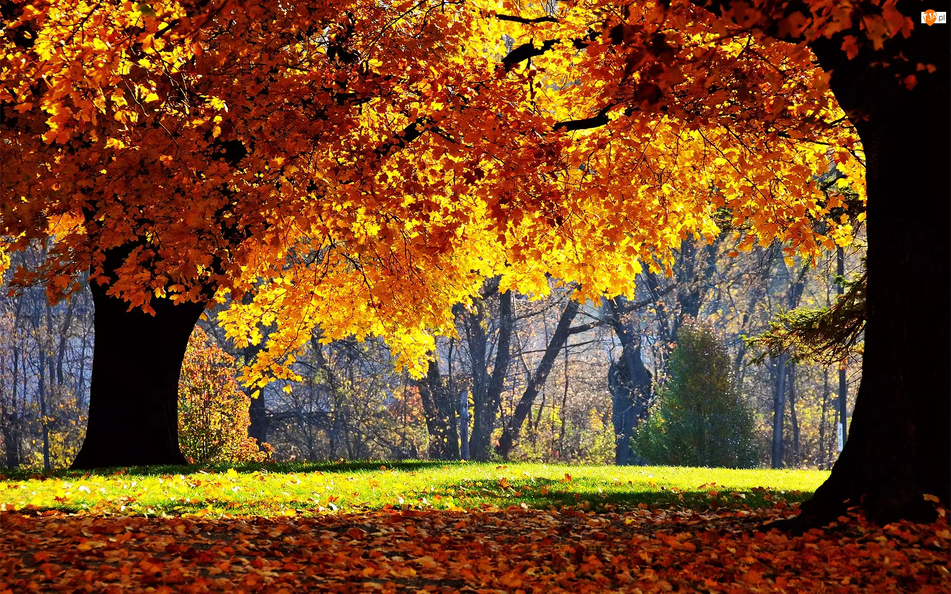 Drzewa, Jesień, Kolorowe