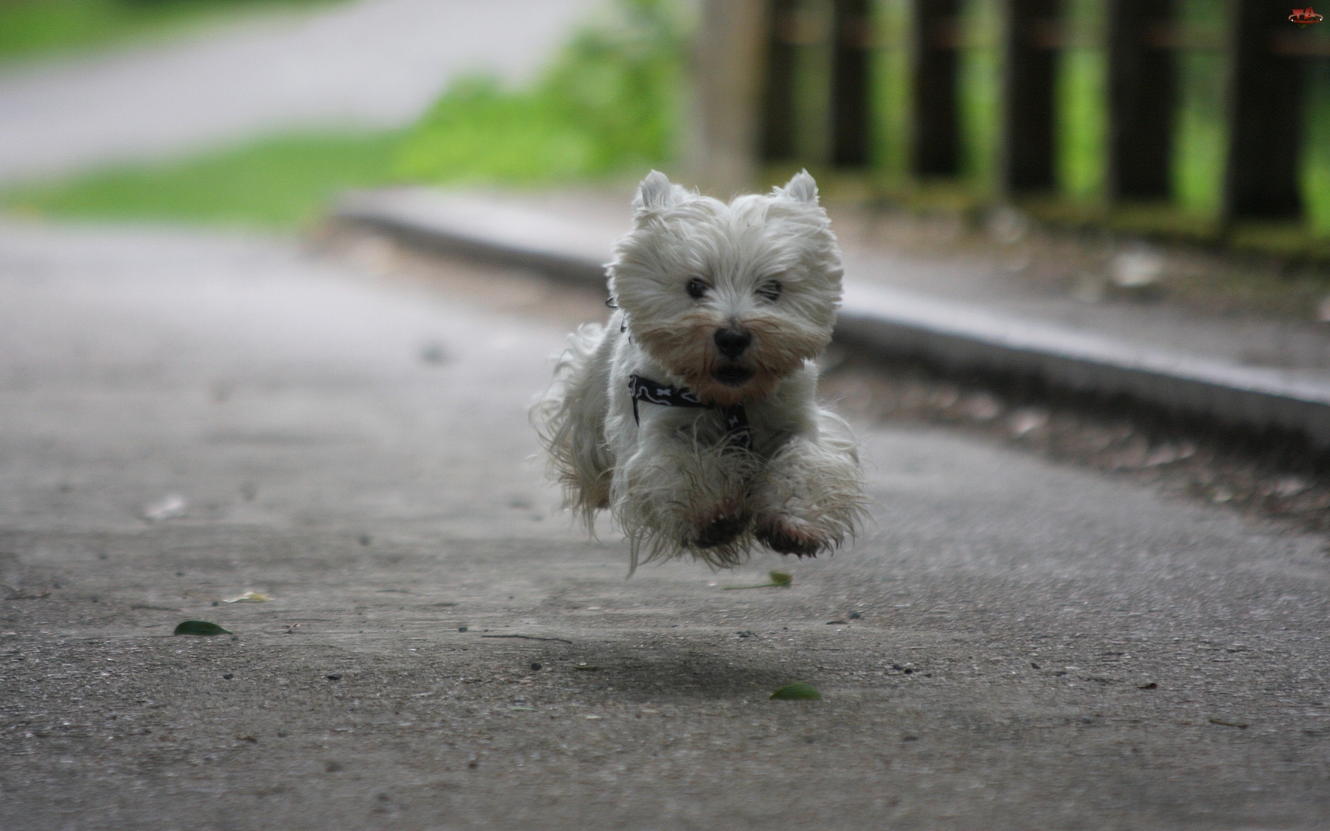 Skok, Terrier