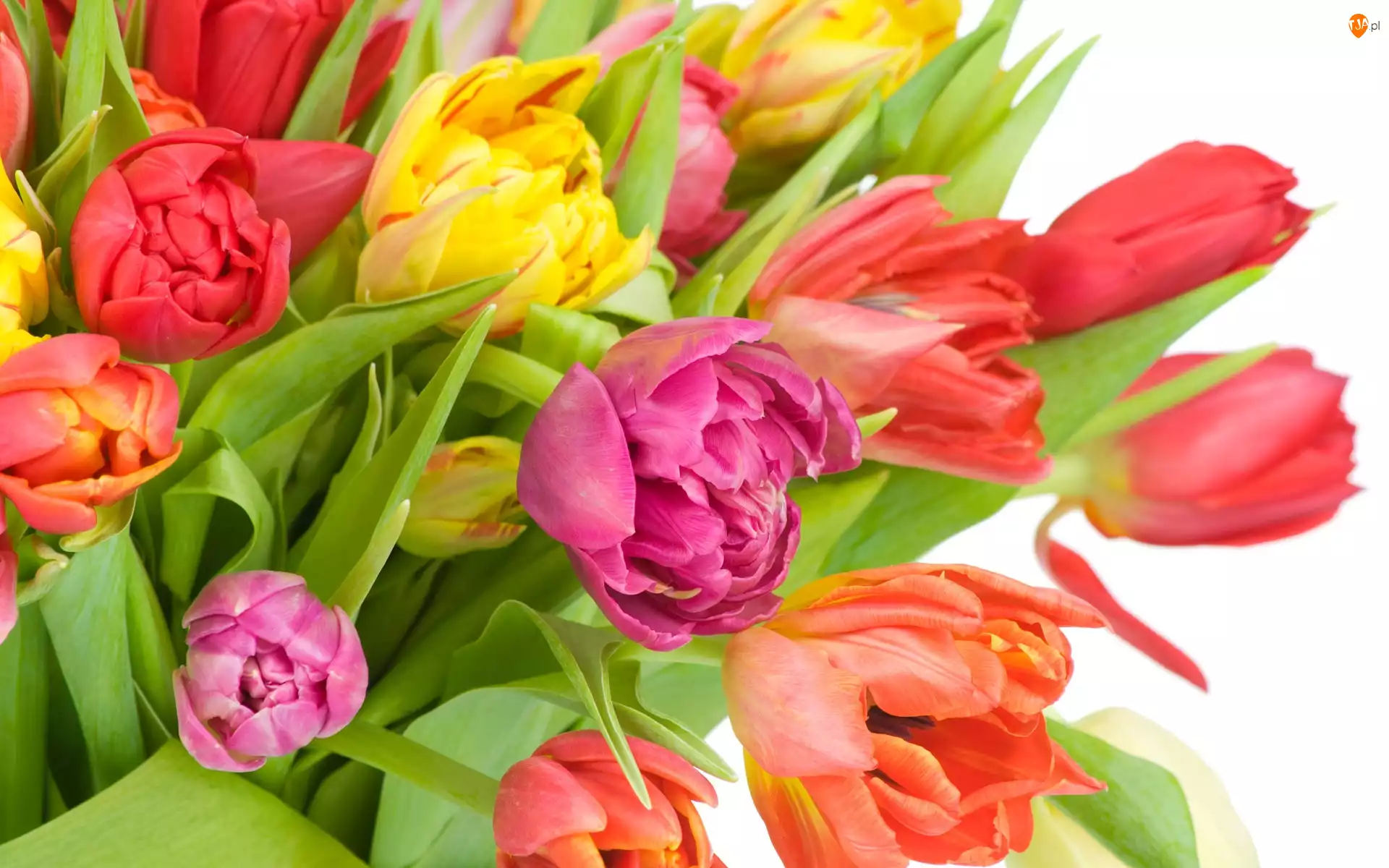 Tulipanów, Różne, Kolory