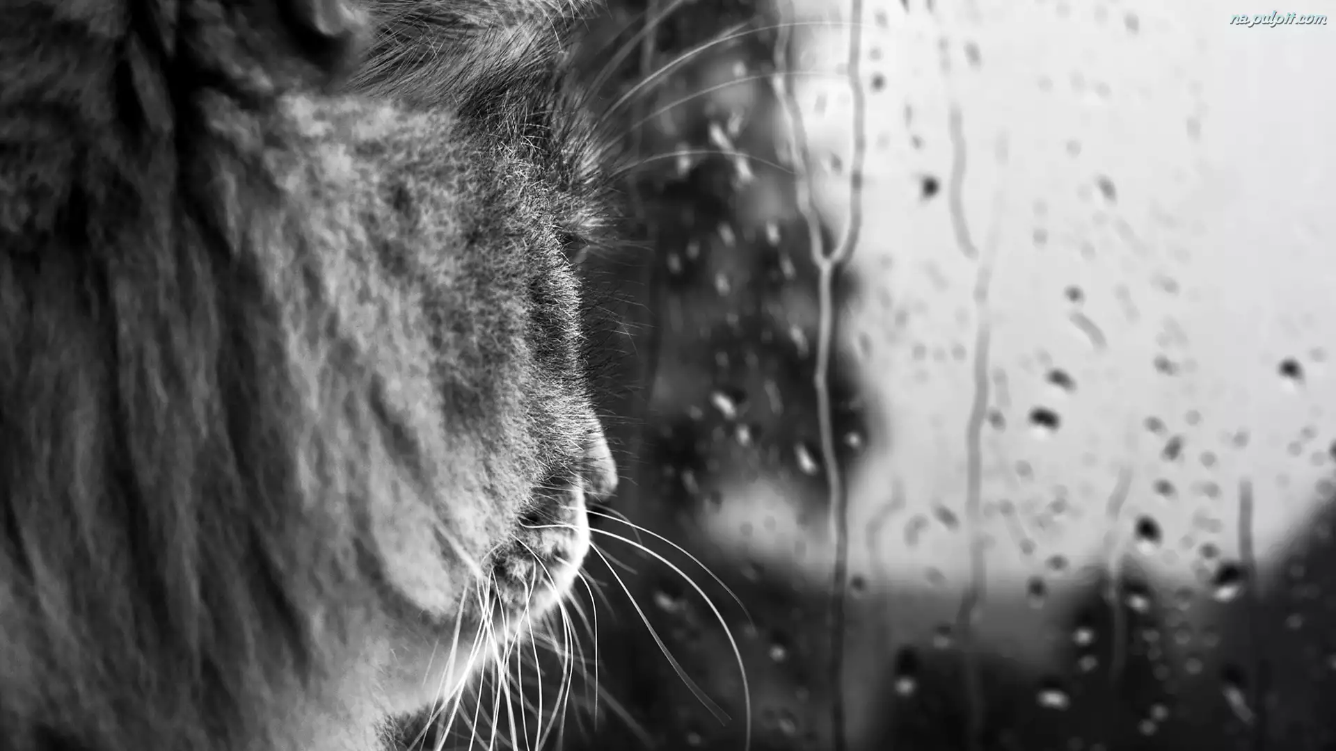 Deszcz, Kot, Mordka