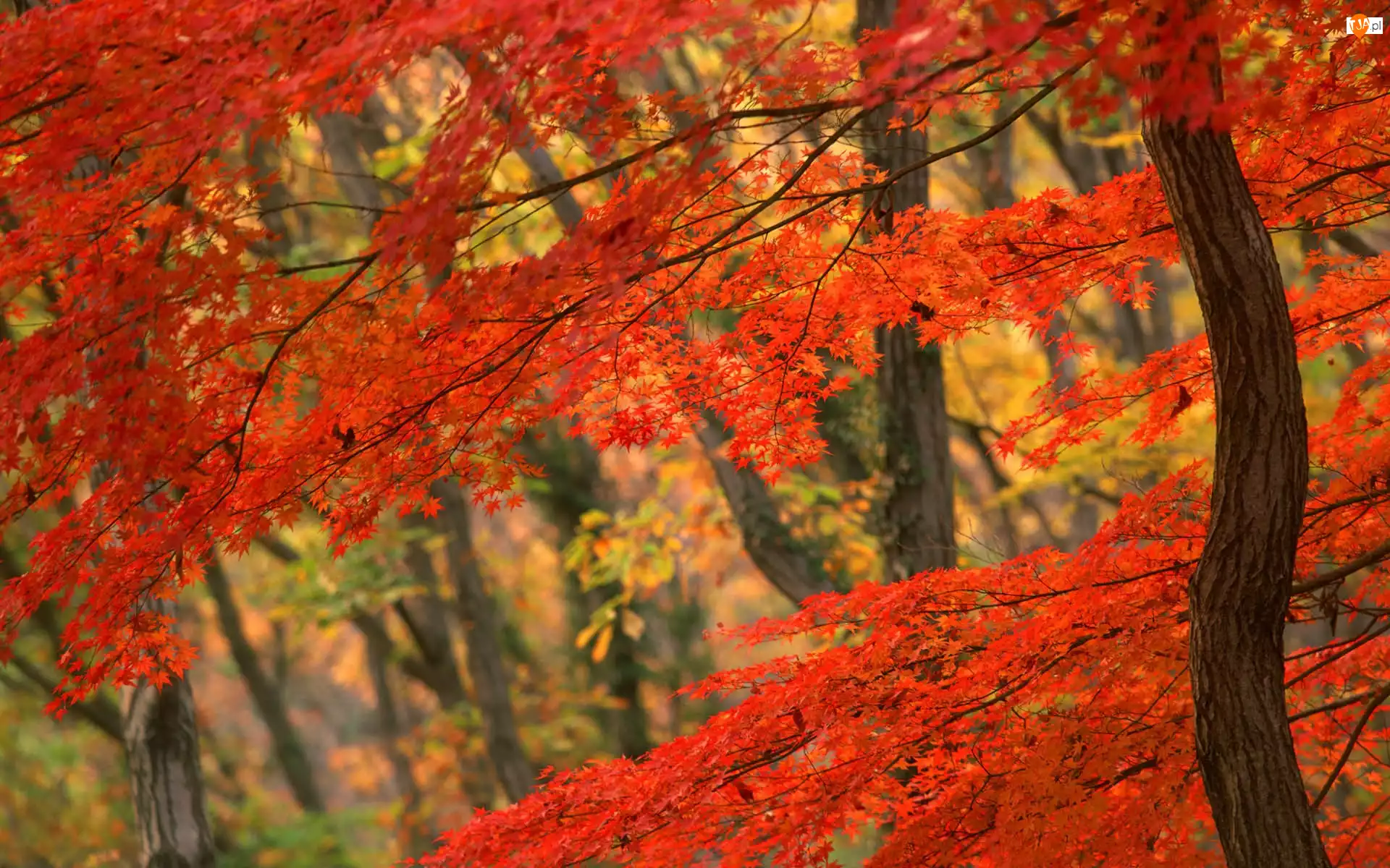 Drzewa, Jesień, Las, Czerwone