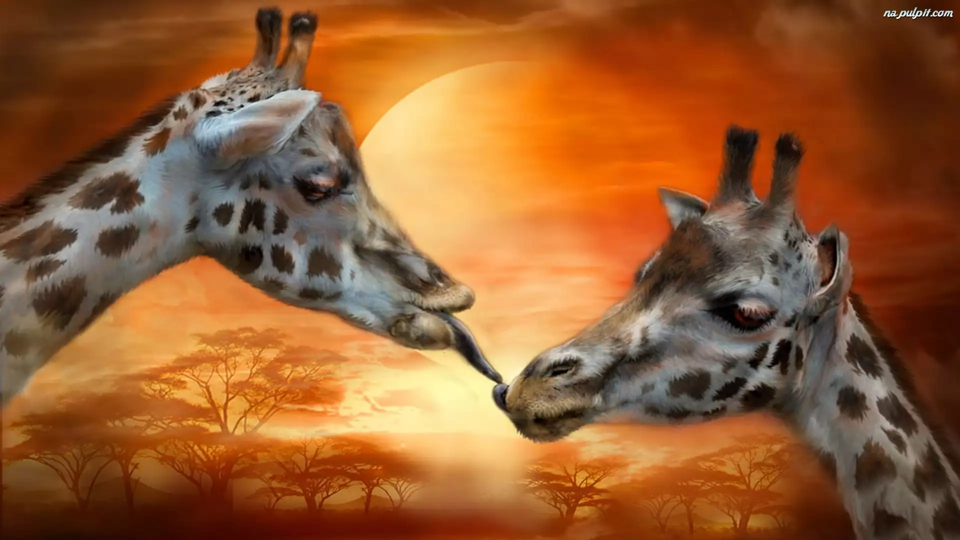 Pocałunek, Dwie, Żyrafy