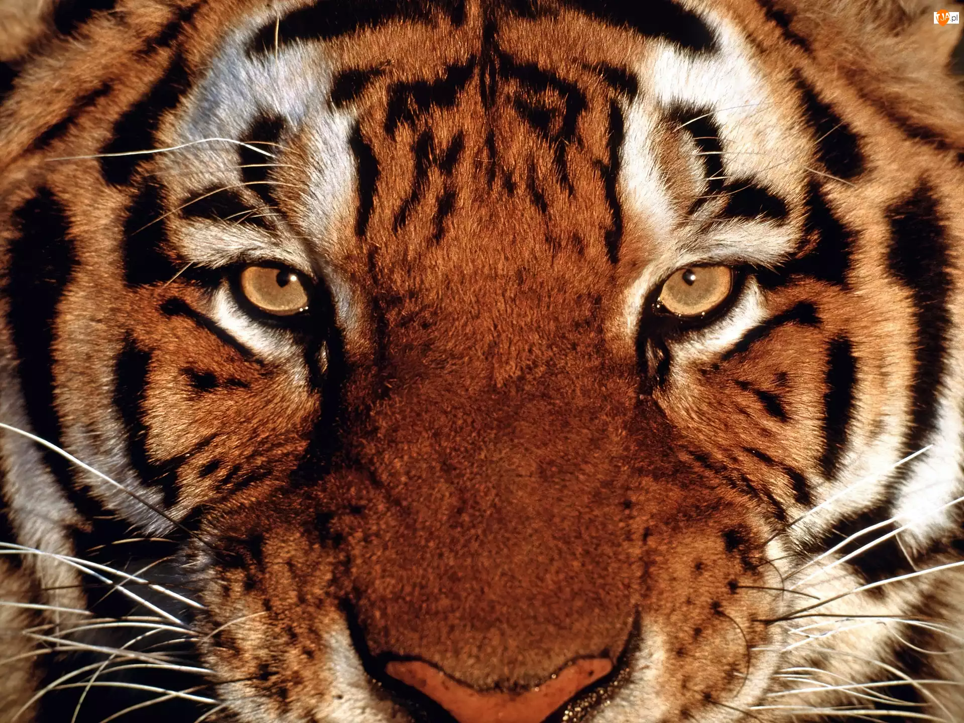 Tygrysa, Spojrzenie