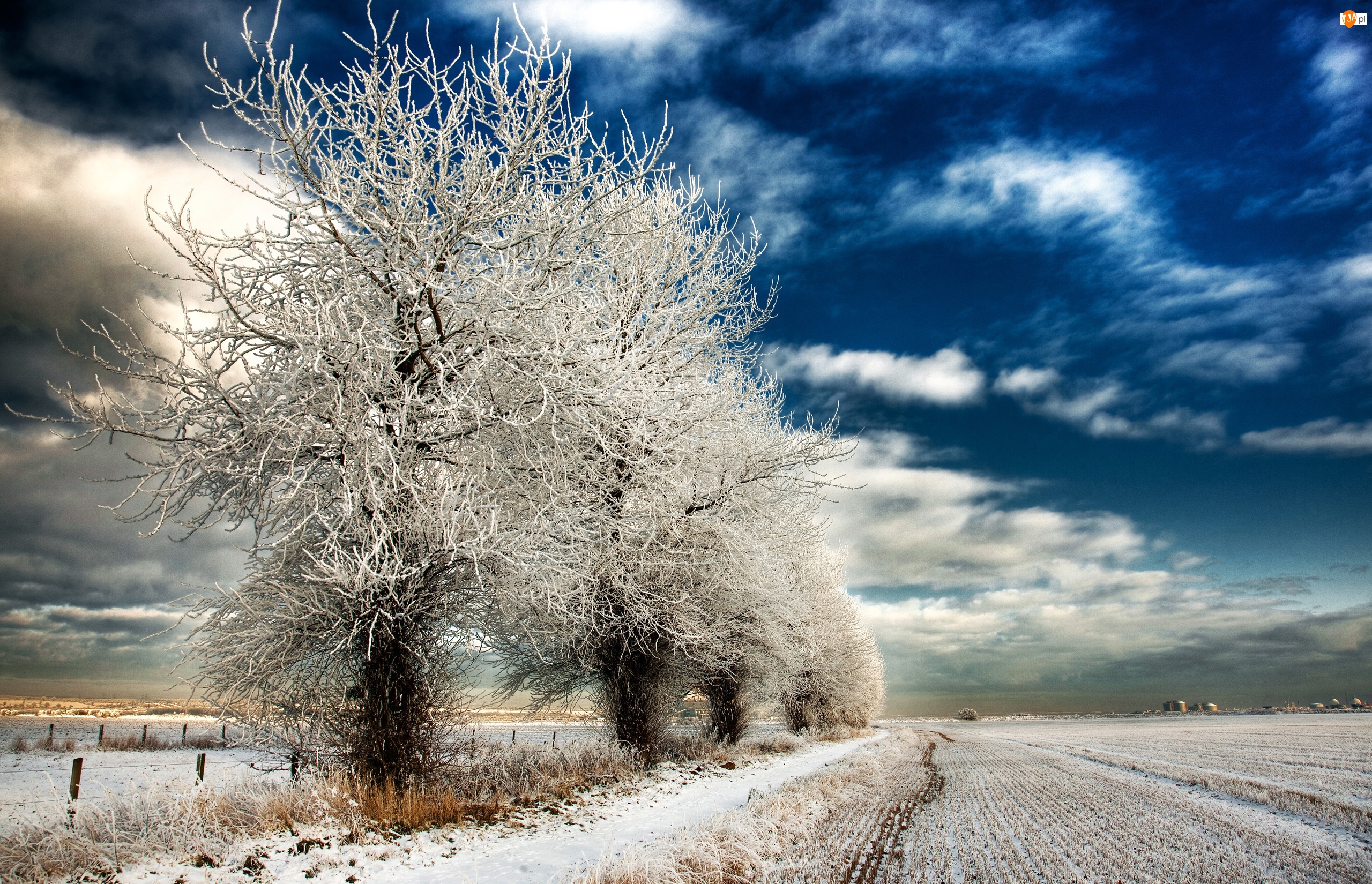 Pole, Drzewa, Śnieg, Zima