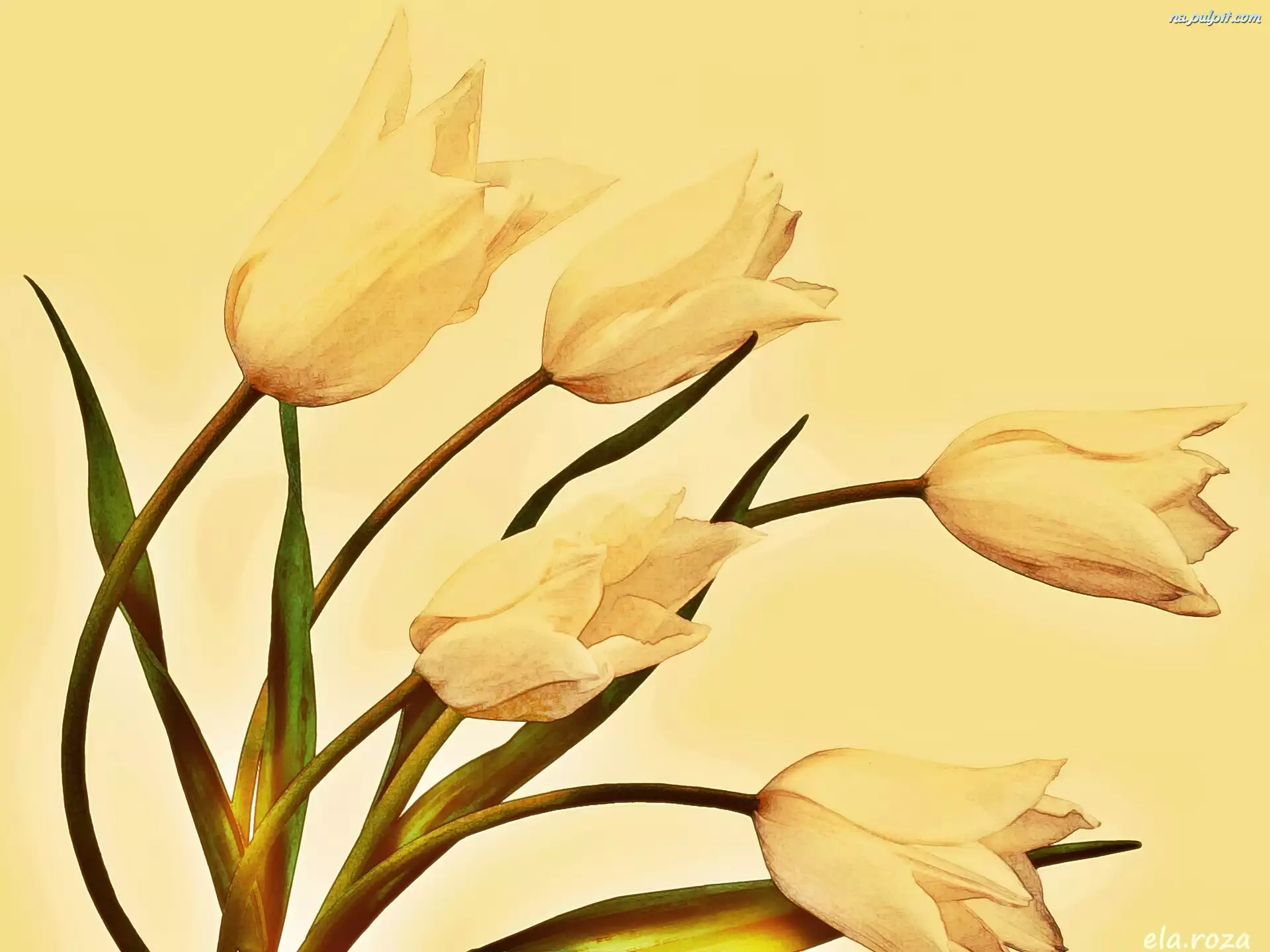 Pochylone, Tulipany
