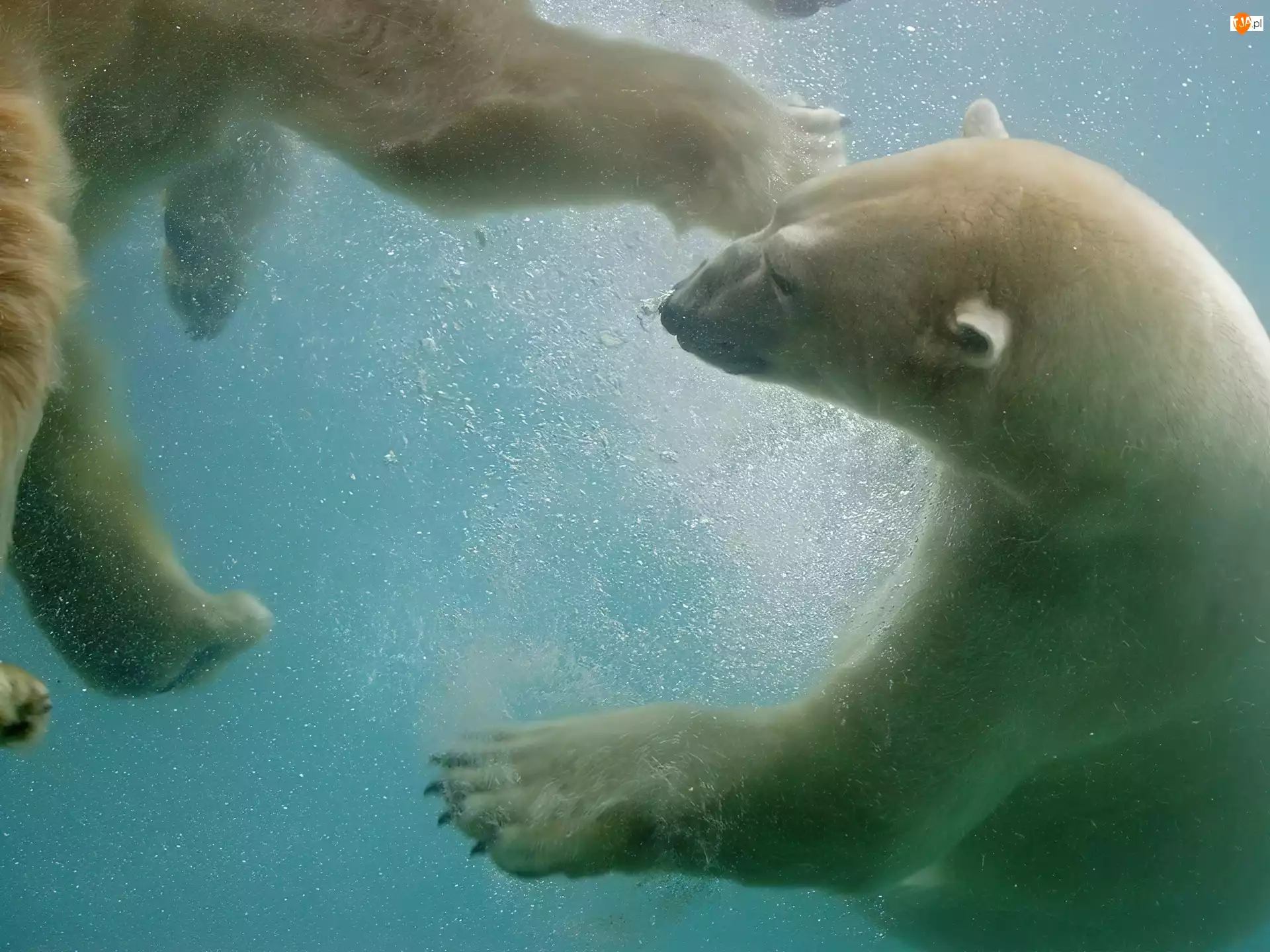 Niedźwiedzie, Wodą, Polarne, Pod