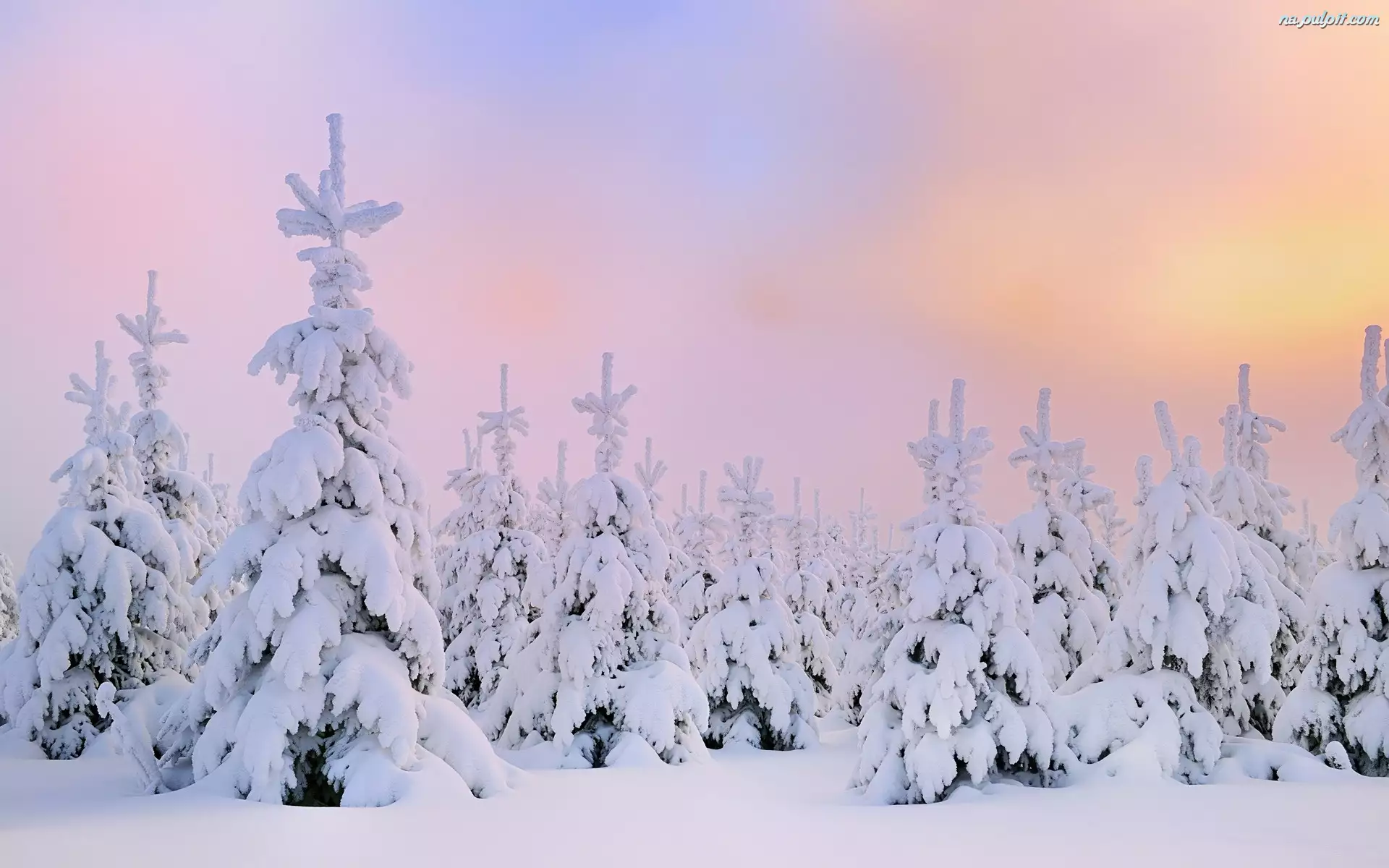 Zima, Choinki, Śnieg