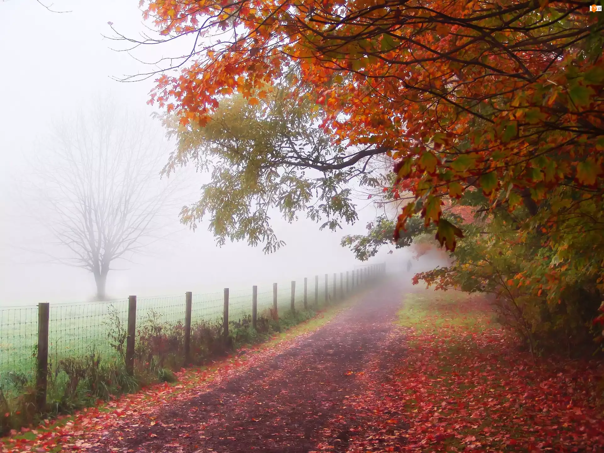 Droga, Jesień, Drzewa, Mgła