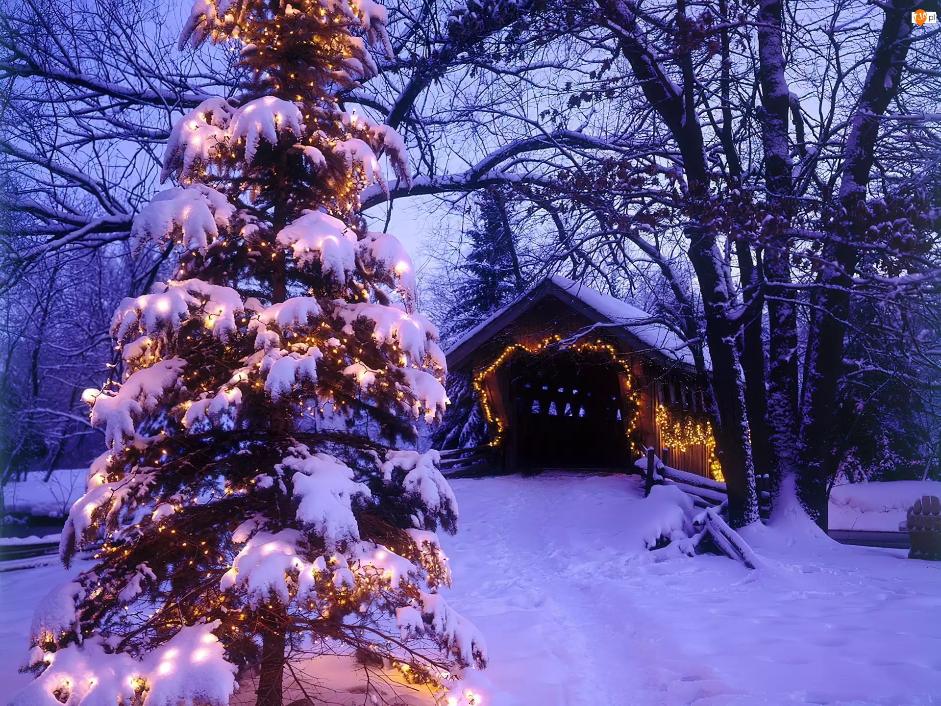 Domek, Boże, Choinka, Narodzenie, Śnieg