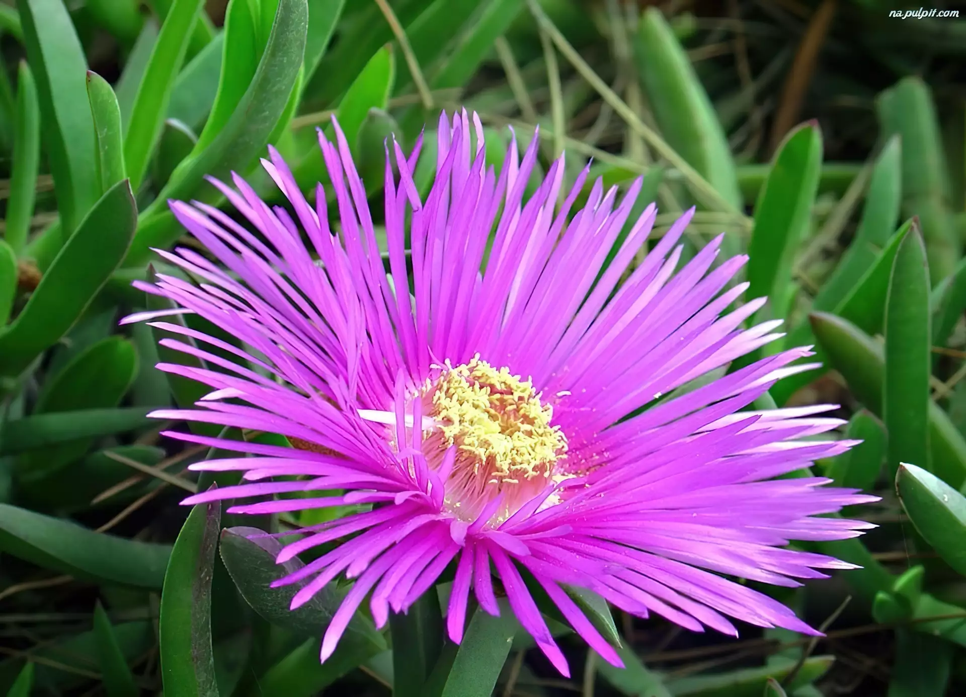 Aster, Fioletowy