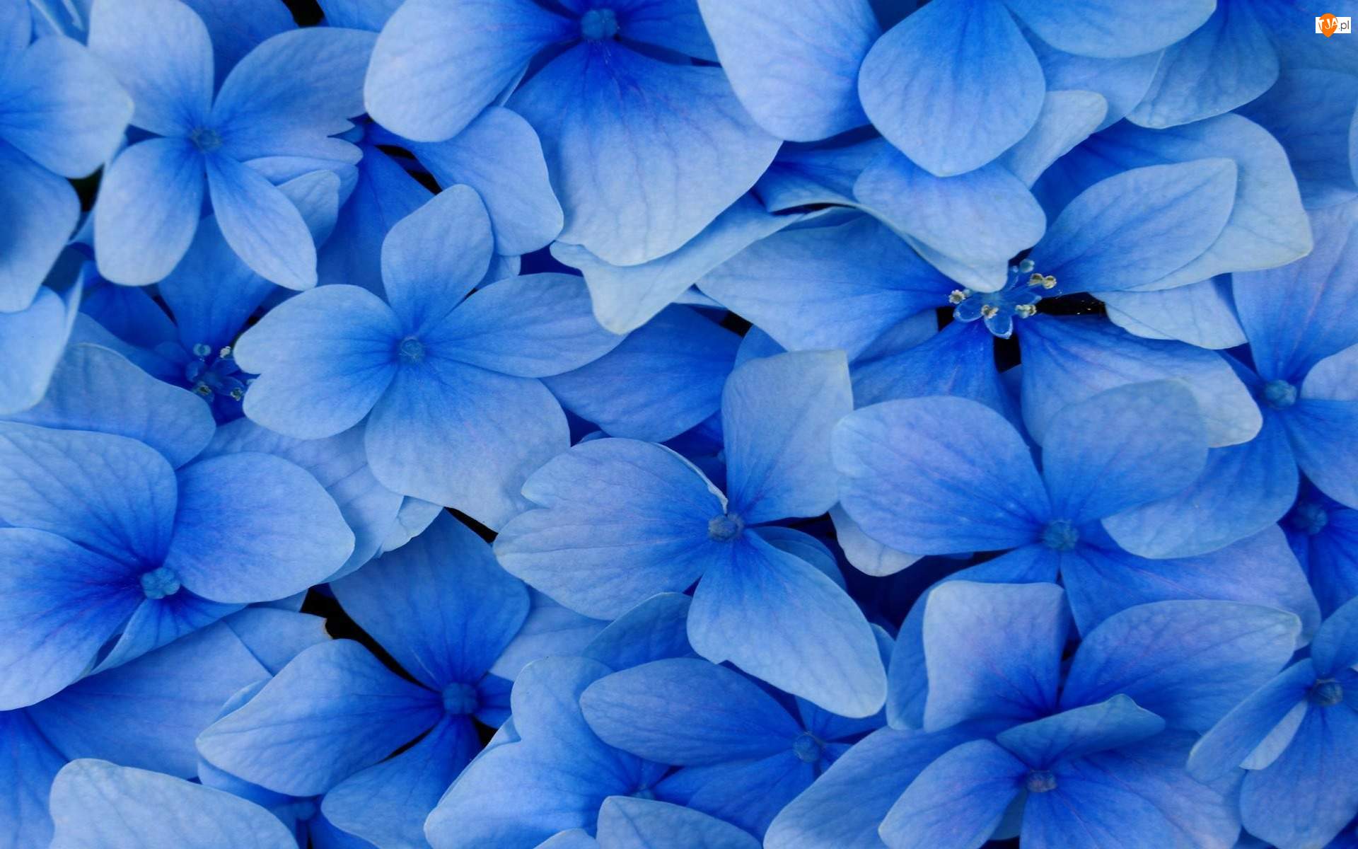 Kwiatki, Niebieskie