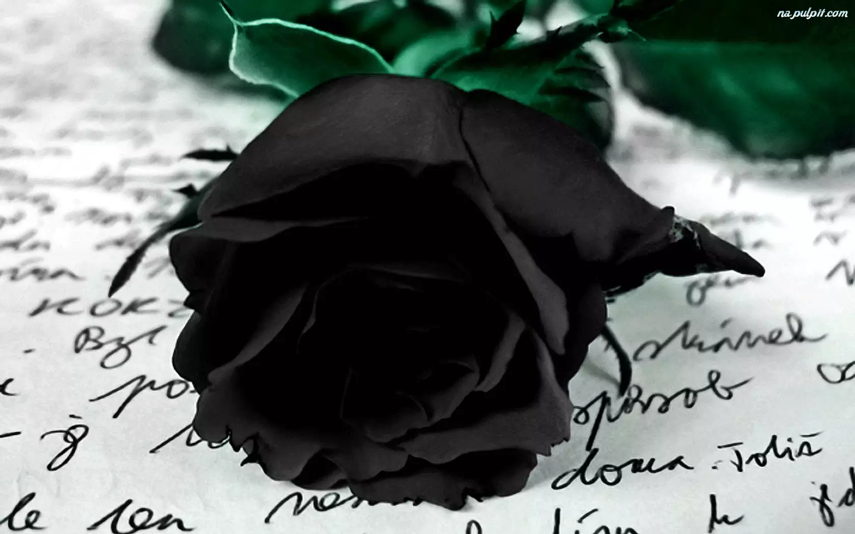 List, Czarna, Róża