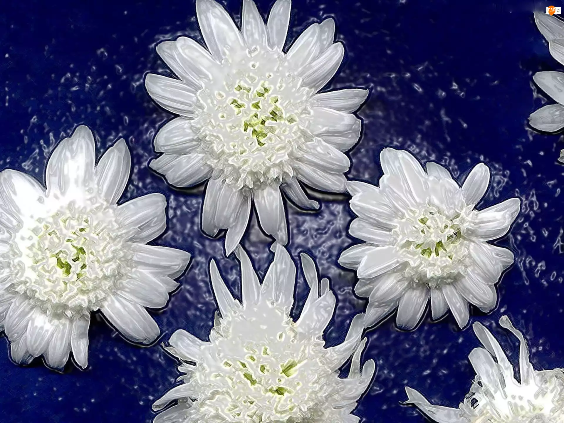 Białe, Tło, Kwiatki, Niebieskie
