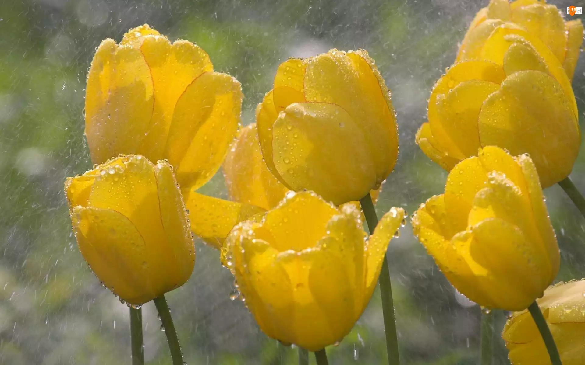 Deszcz, Żółte, Tulipany