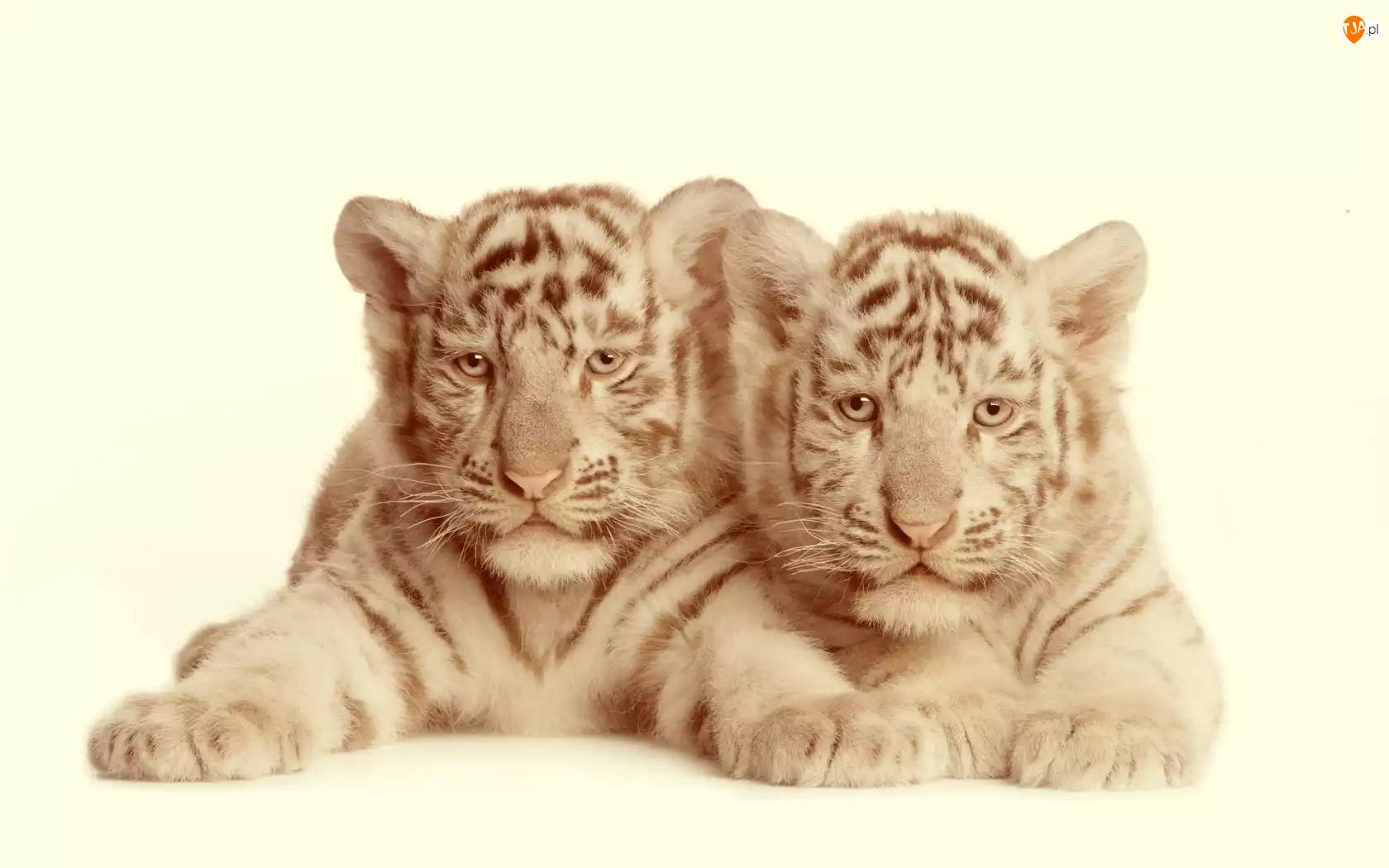 Tygrysy, Dwa, Małe