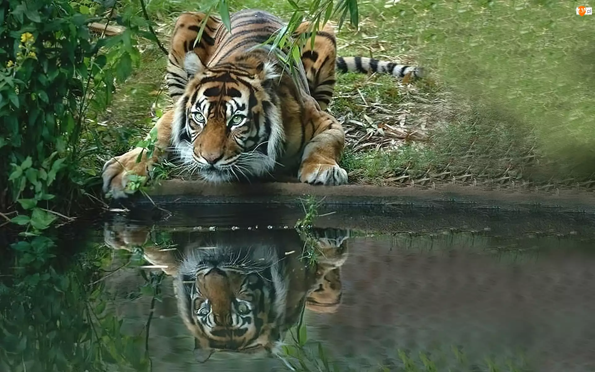 Woda, Przyczajony, Tygrys