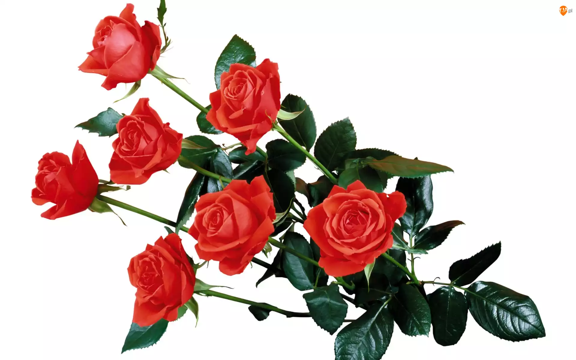 Róże, Bukiet