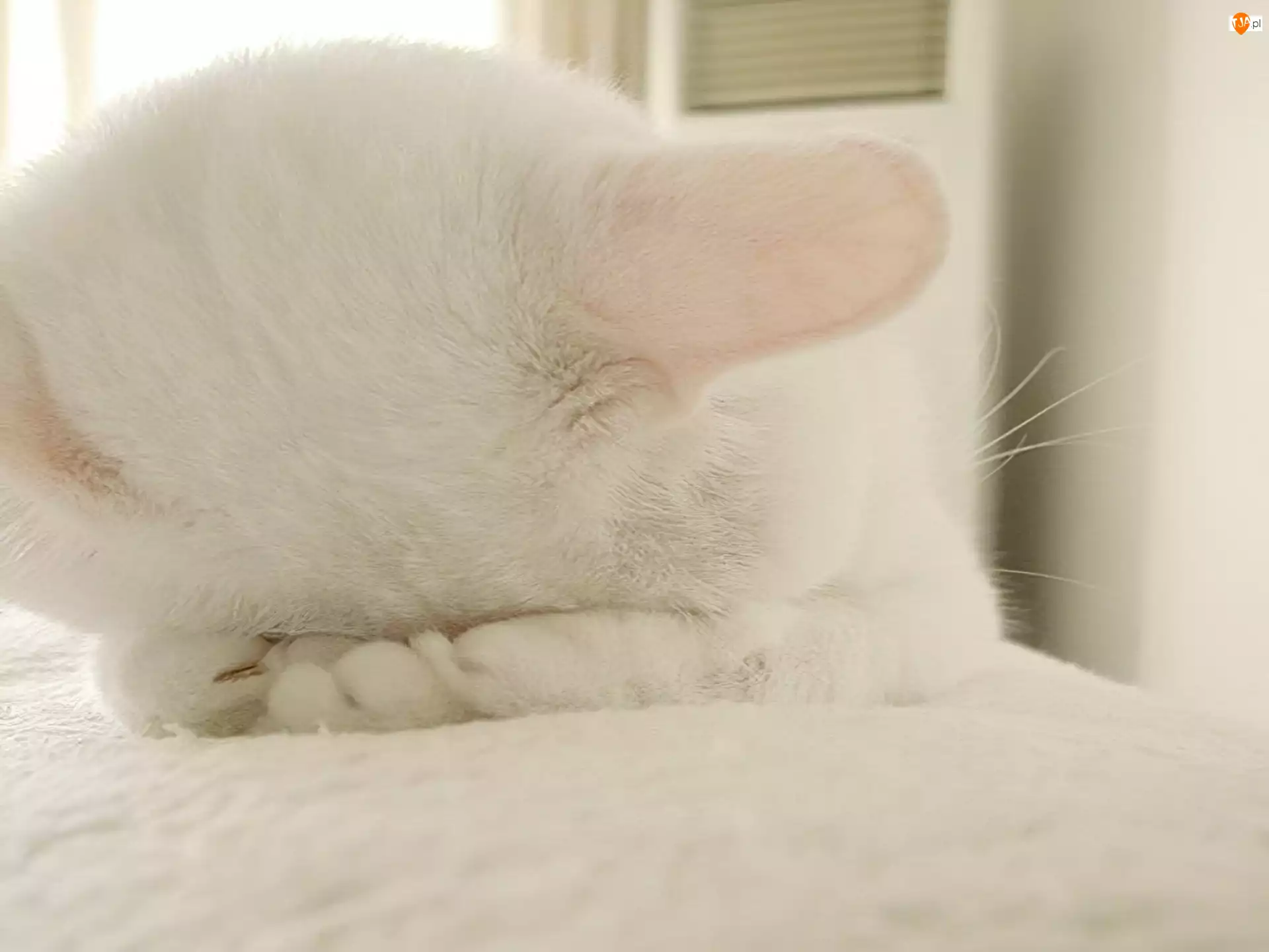 Kotek, Płaczący, Biały