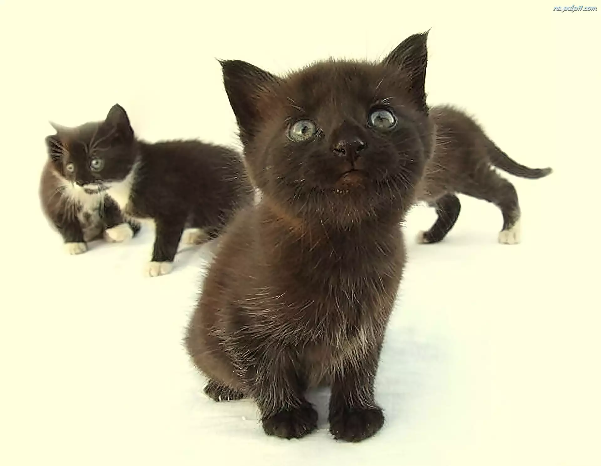 Kocięta, Małe, Czarne