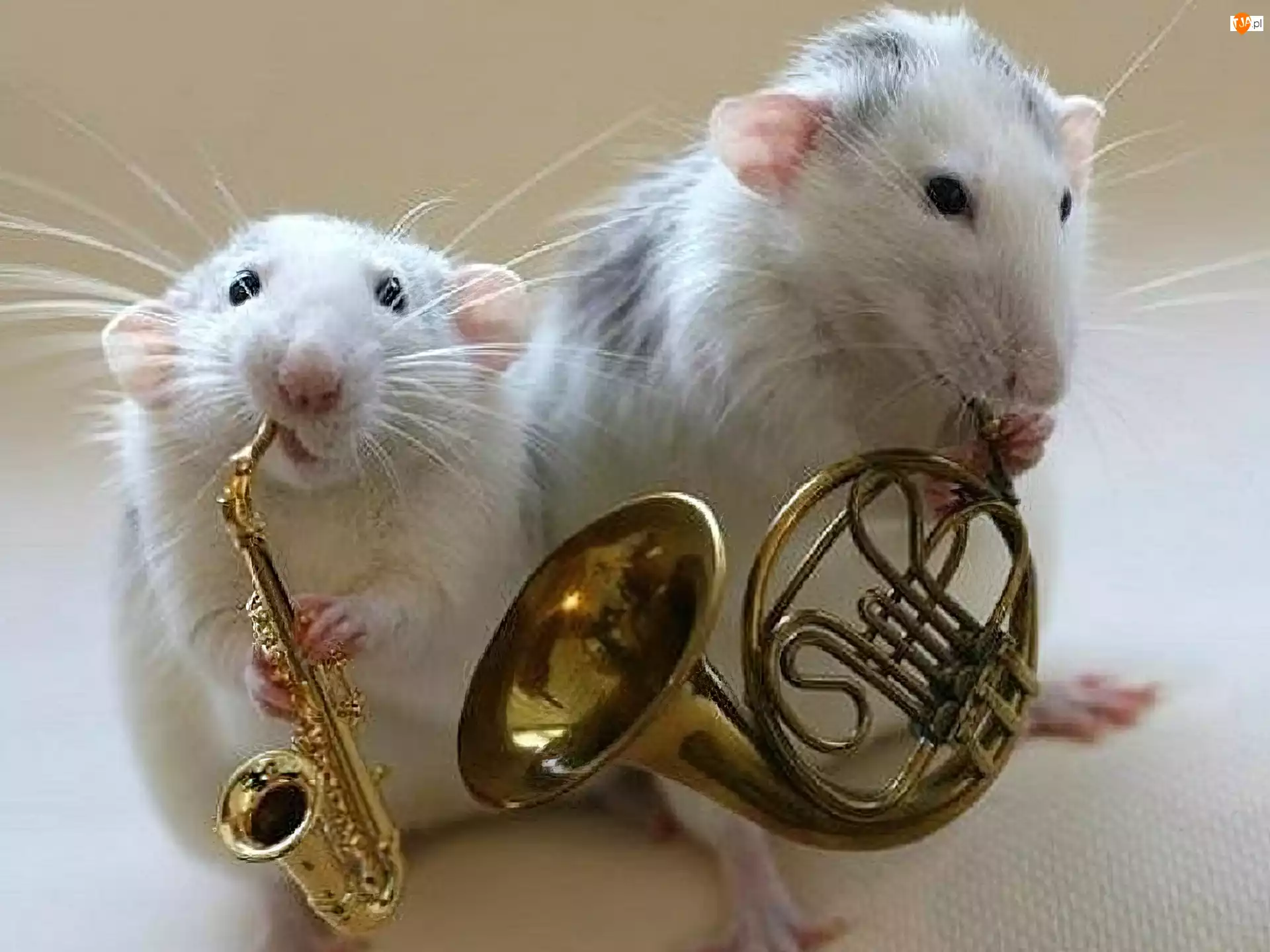 Instrumenty, Dwa, Szczury