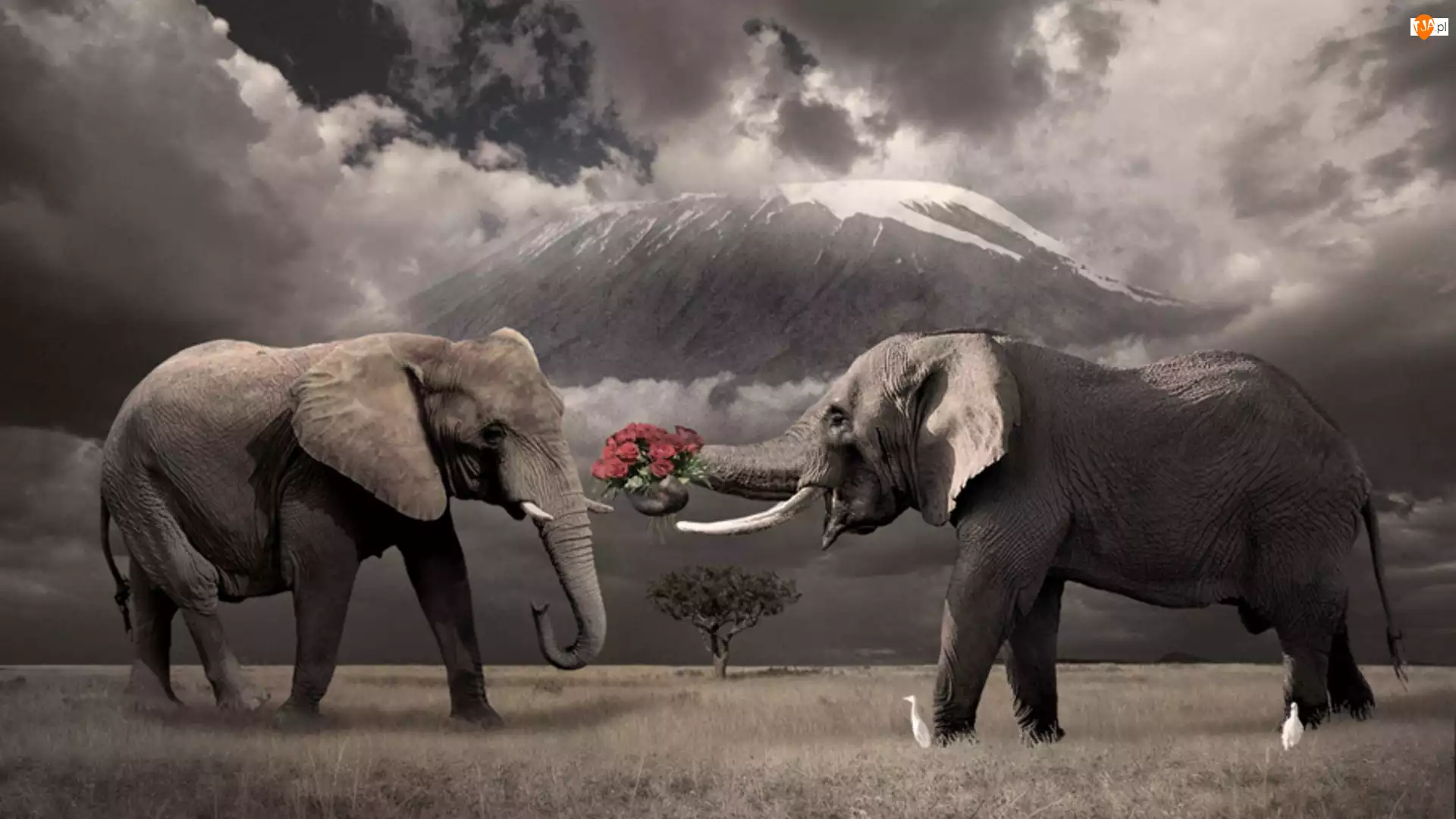 Róże, Dwa, Słonie