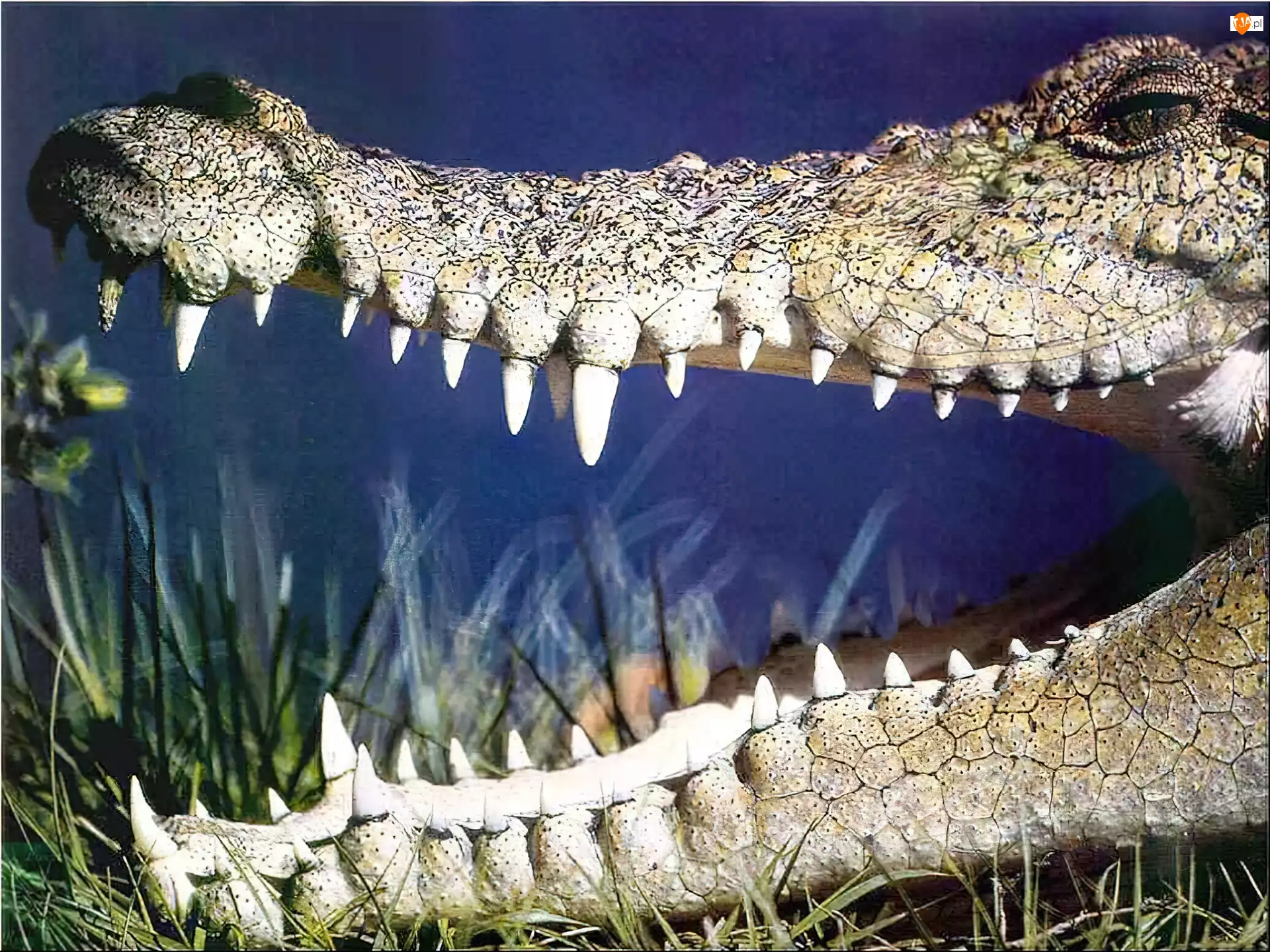 Krokodyla, Paszcza