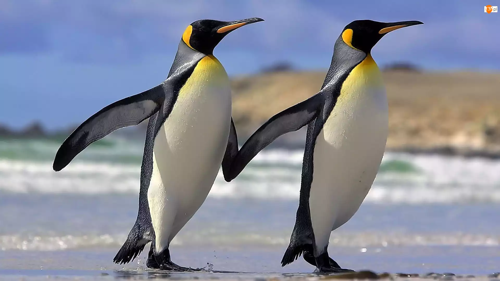 Przyjaźń, Dwa, Pingwiny