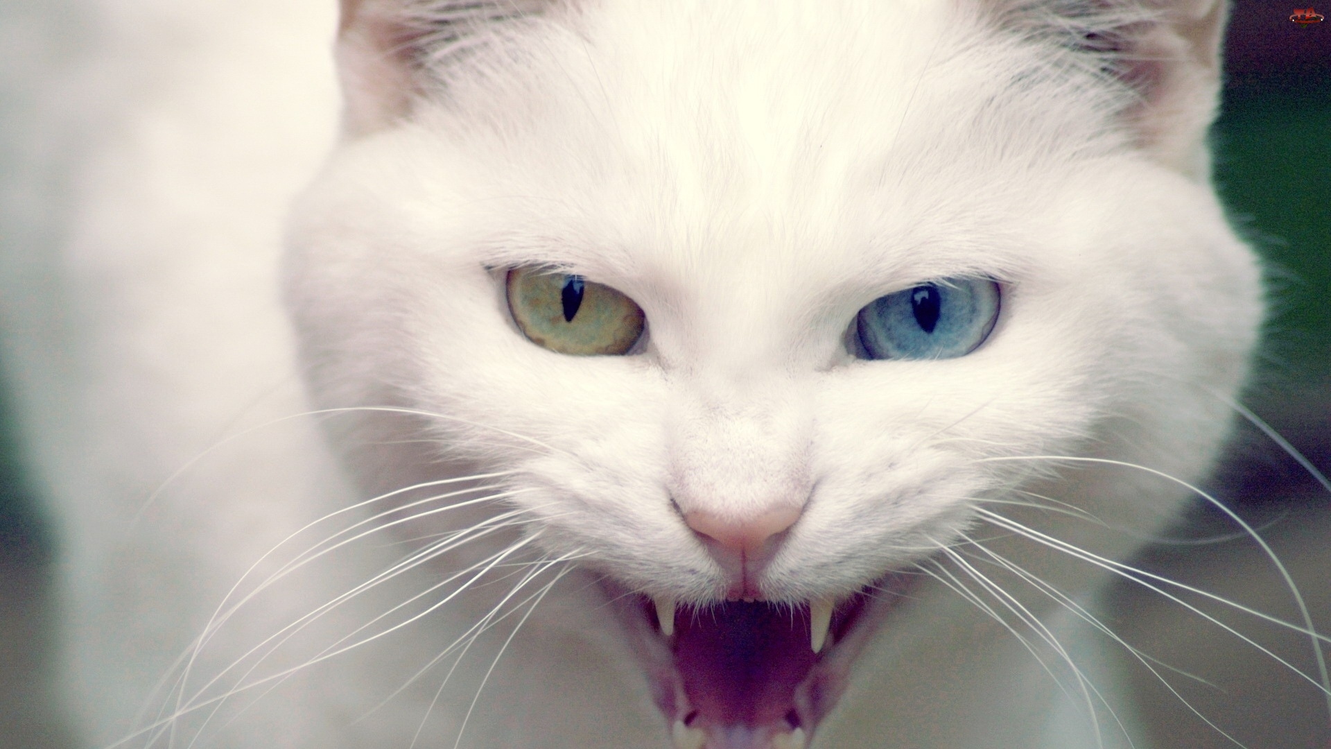 Kot turecka angora, Dwukolorowe, Oczy