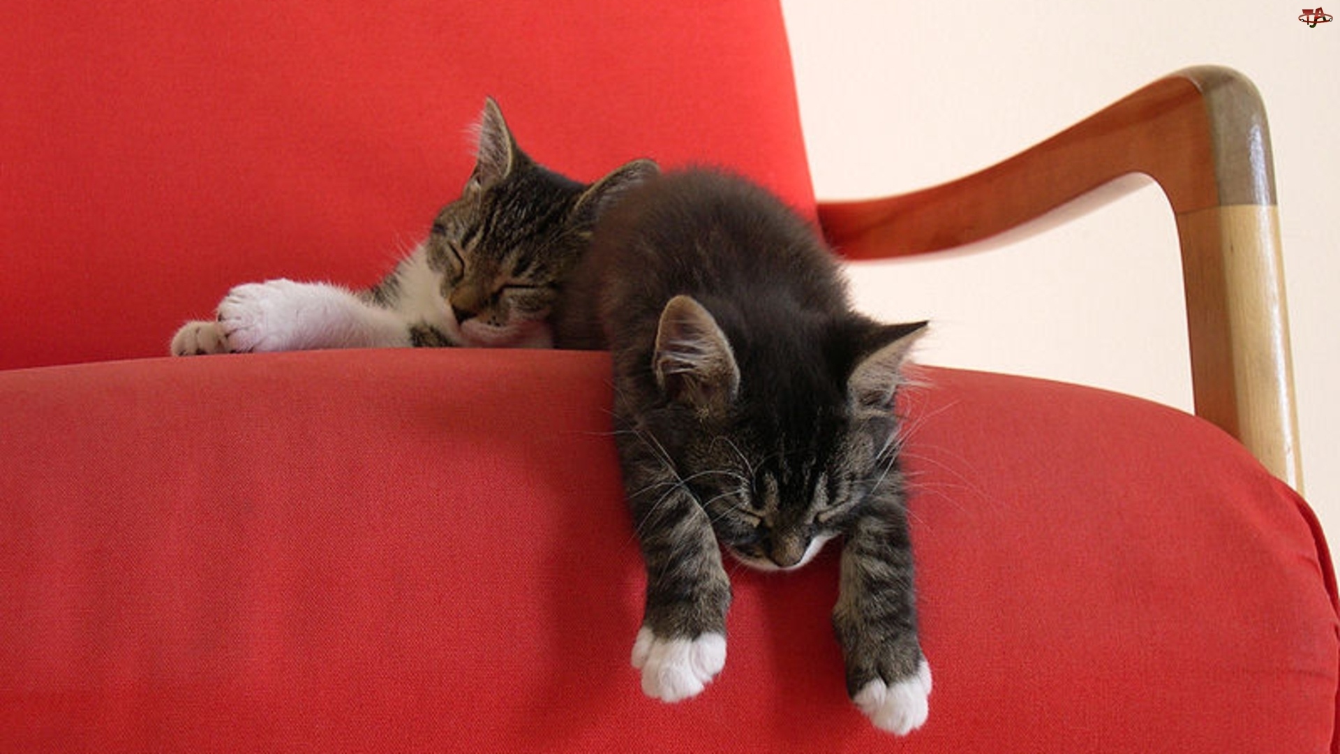 Kociaki, Dwa, Śpiące