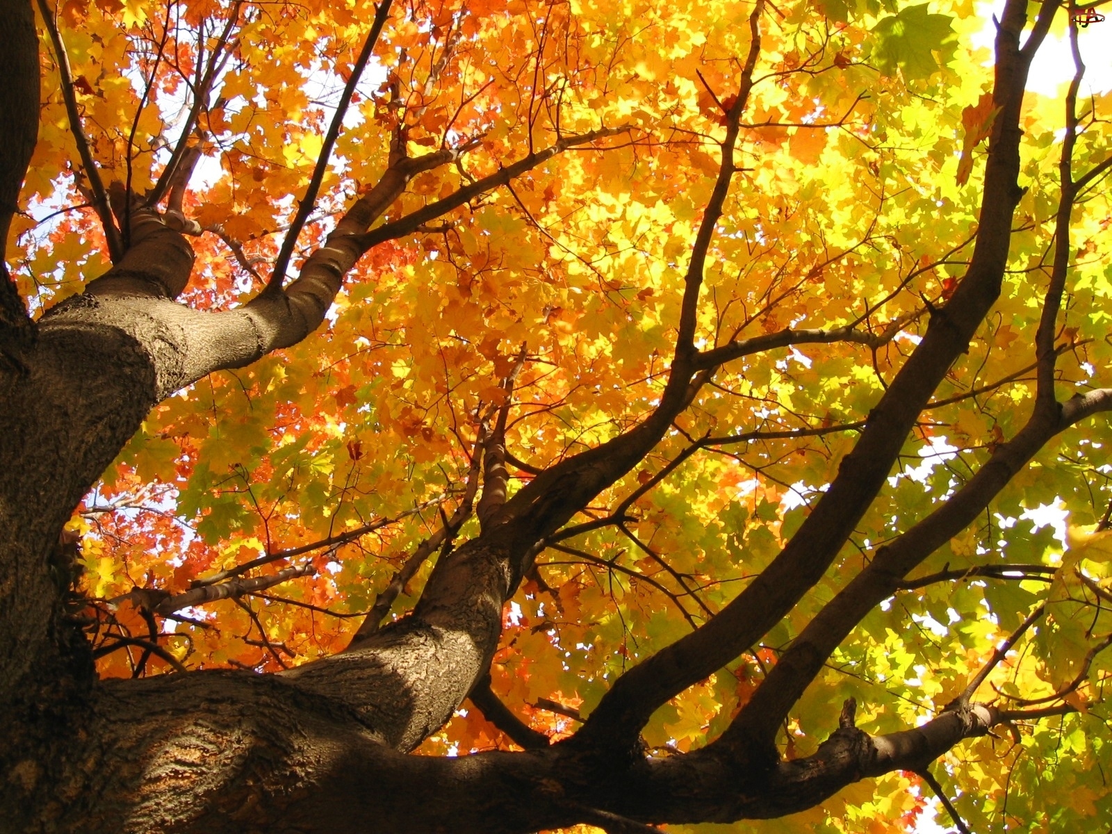 Jesień, Drzewa, Liście