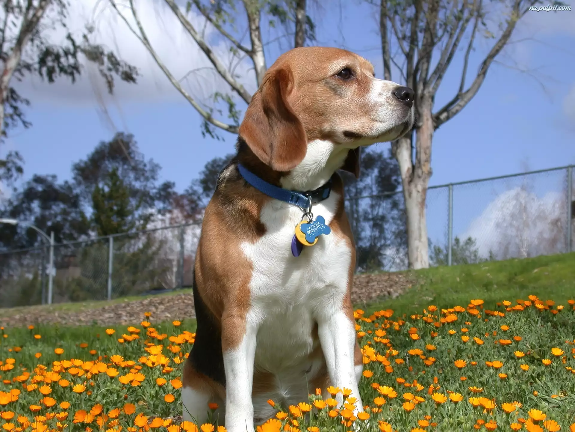 kwiatki, Beagle Harrier, żółte