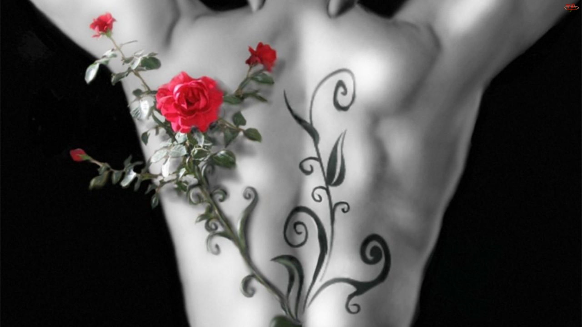 Plecy, Róży, Tatuaż, Gałązka