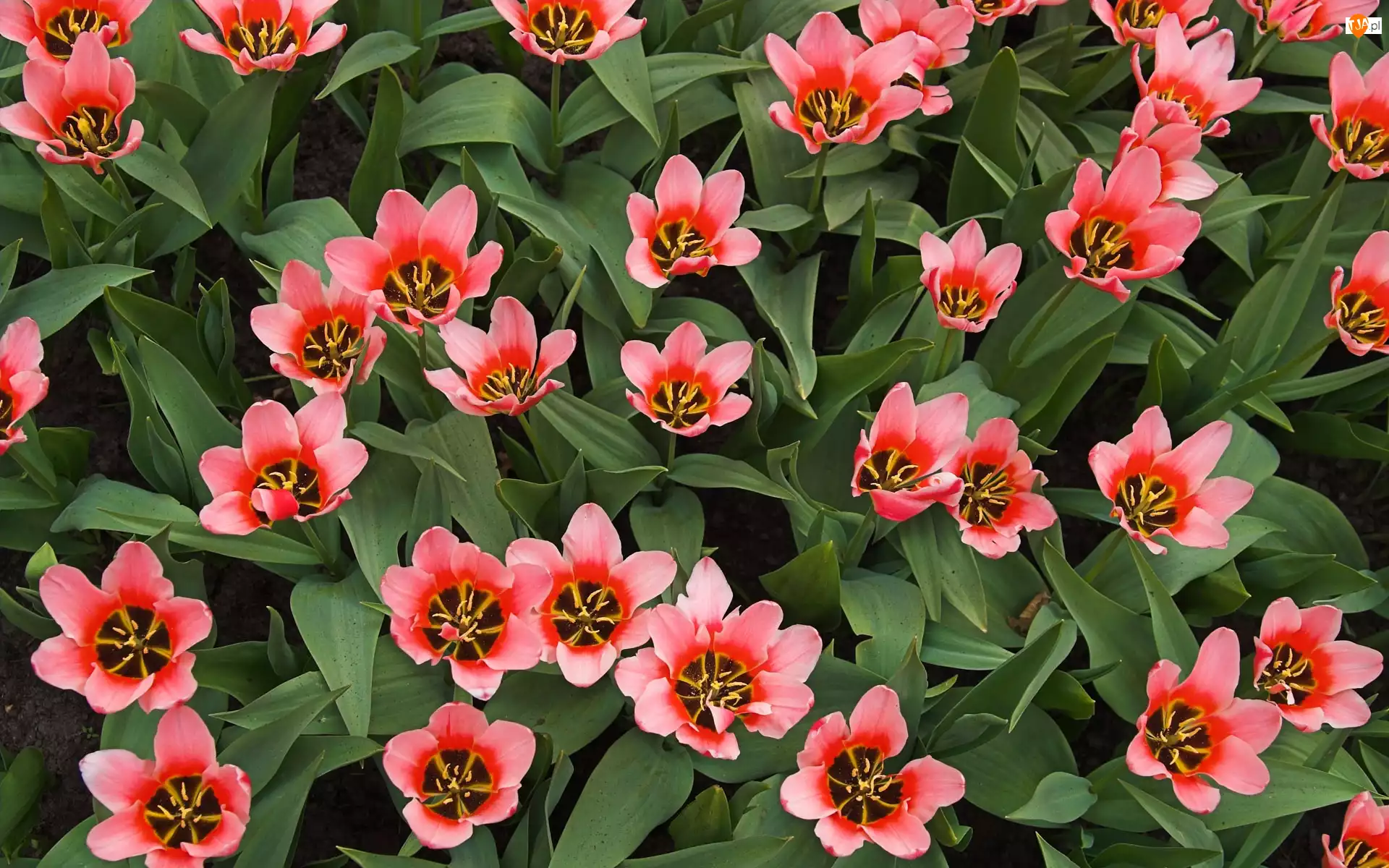 Tulipany, Różowe, Rozwinięte