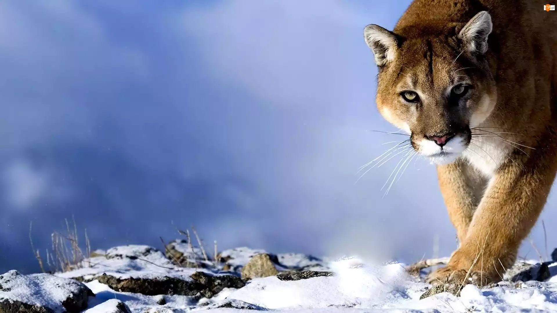 Puma, Śnieg, Kot