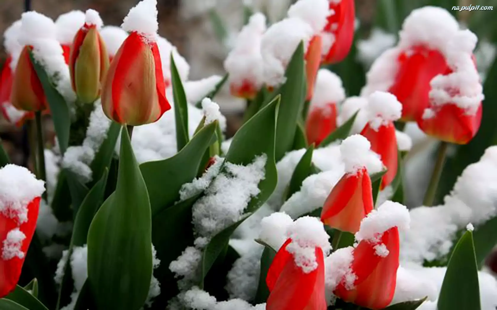 Czerwone, Śniegiem, Tulipany, Pokryte