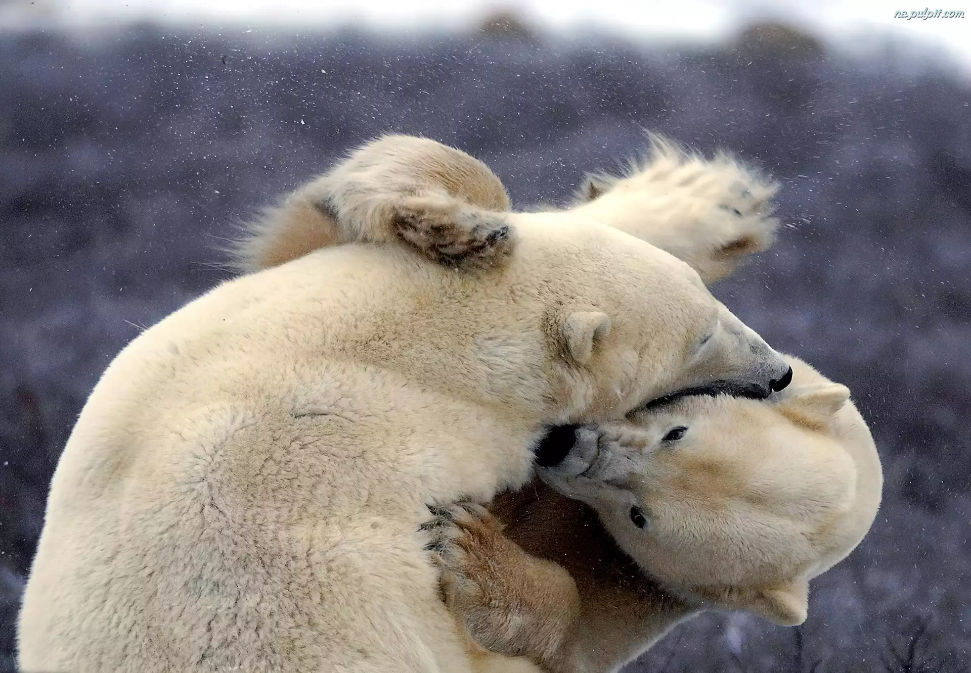Walka, Niedźwiedzie, Polarne