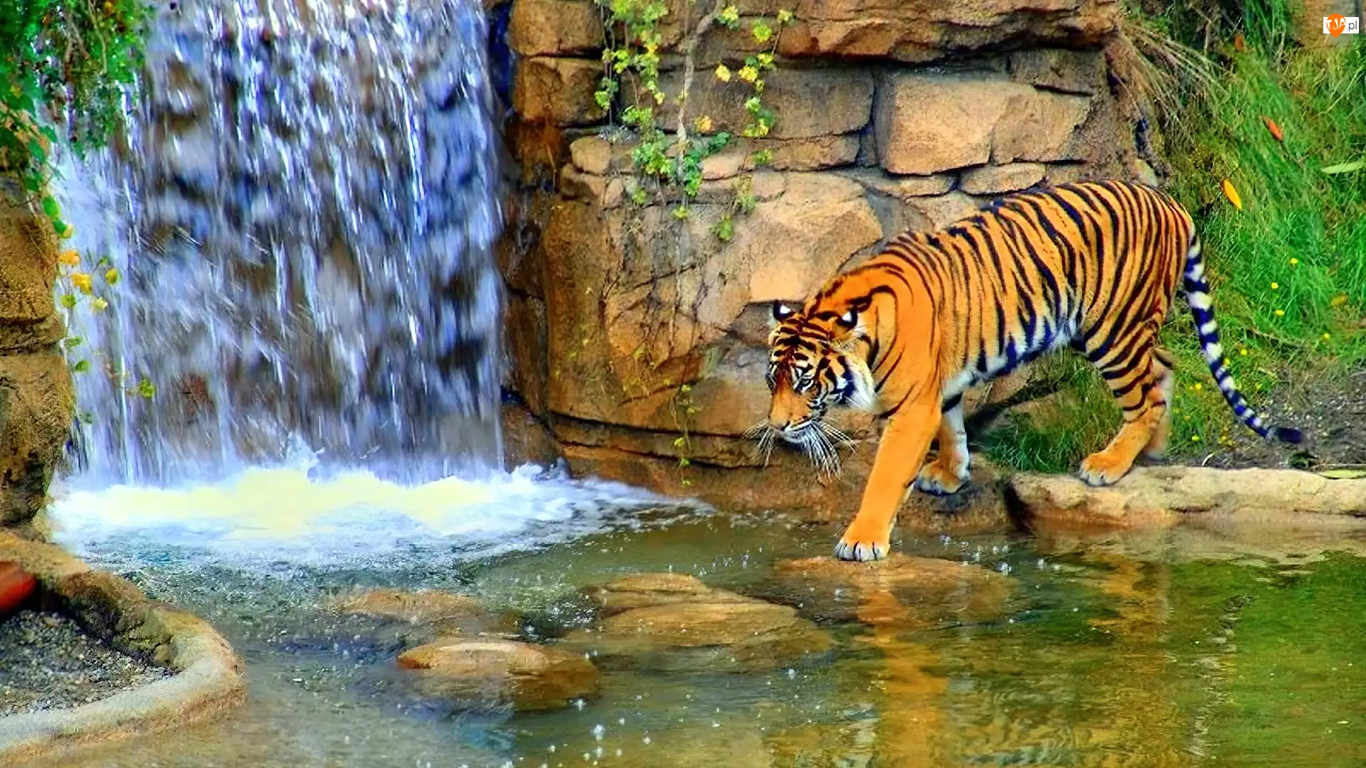 Tygrys, Wodospad