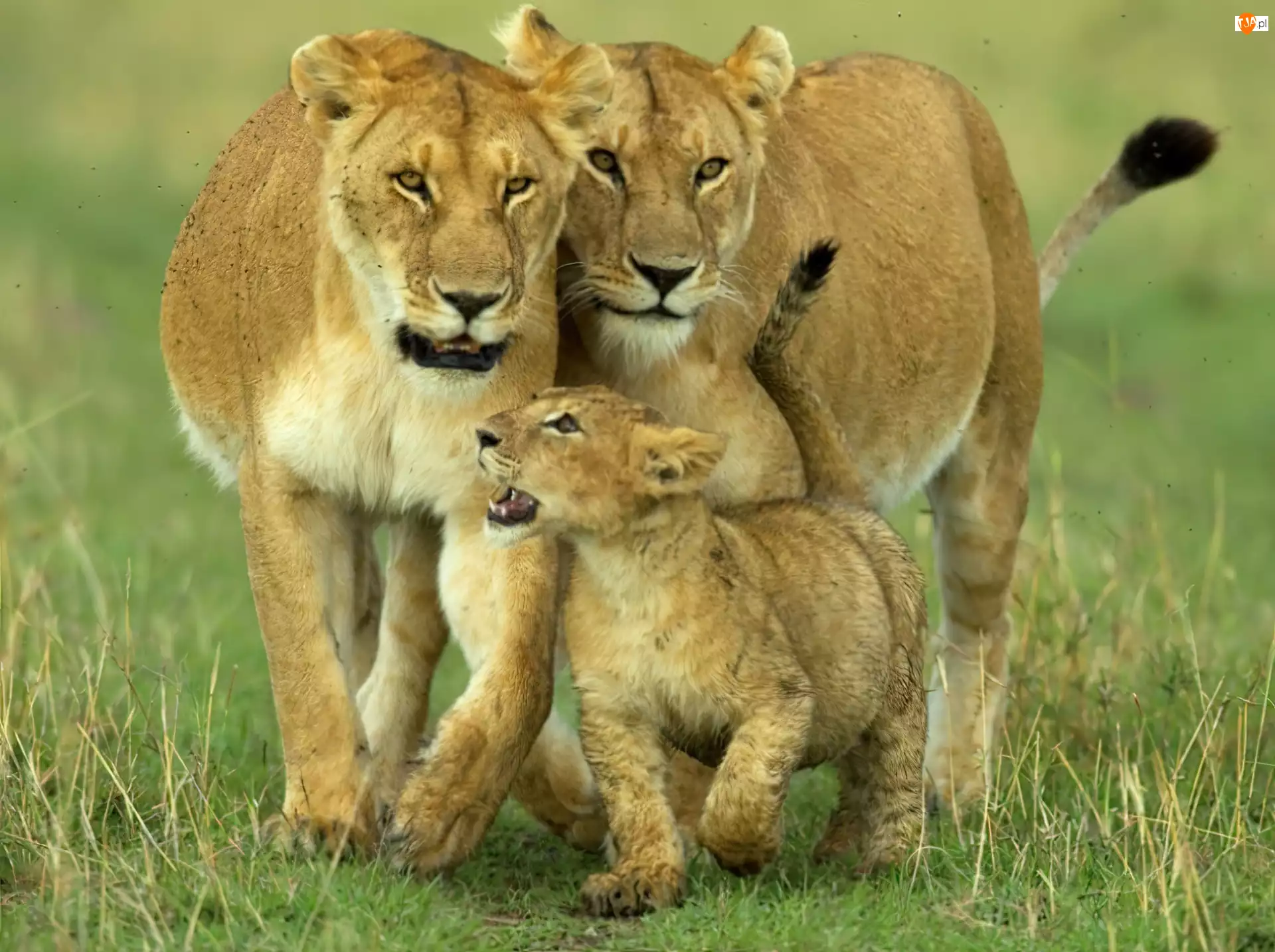 Lwów, Rodzinka, Afrykańskich