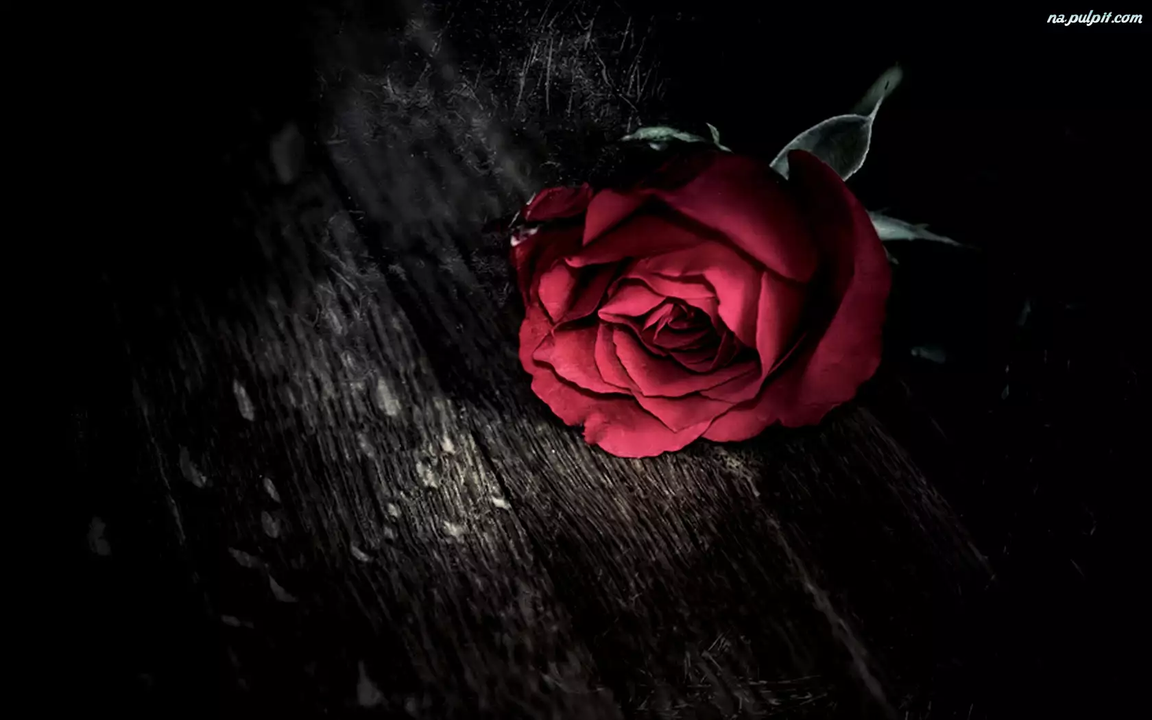 Pajęczyna, Czerwona, Róża