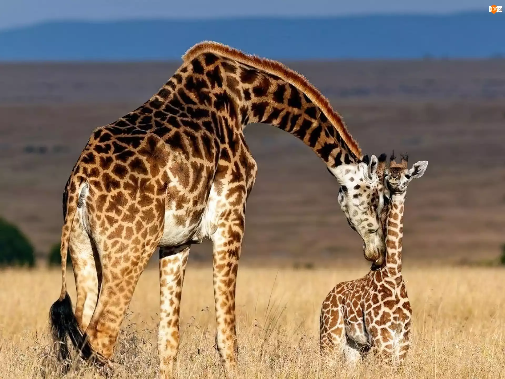 Młode, Mama, Żyrafa
