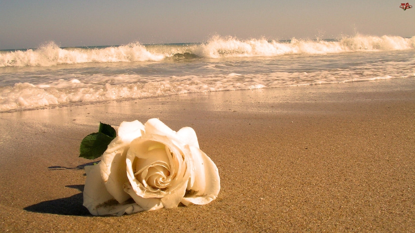 Plaża, Fale, Róża