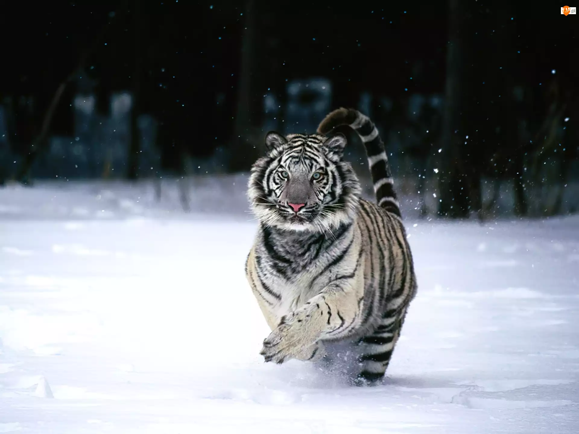 Bieg, Tygrys, Śnieg