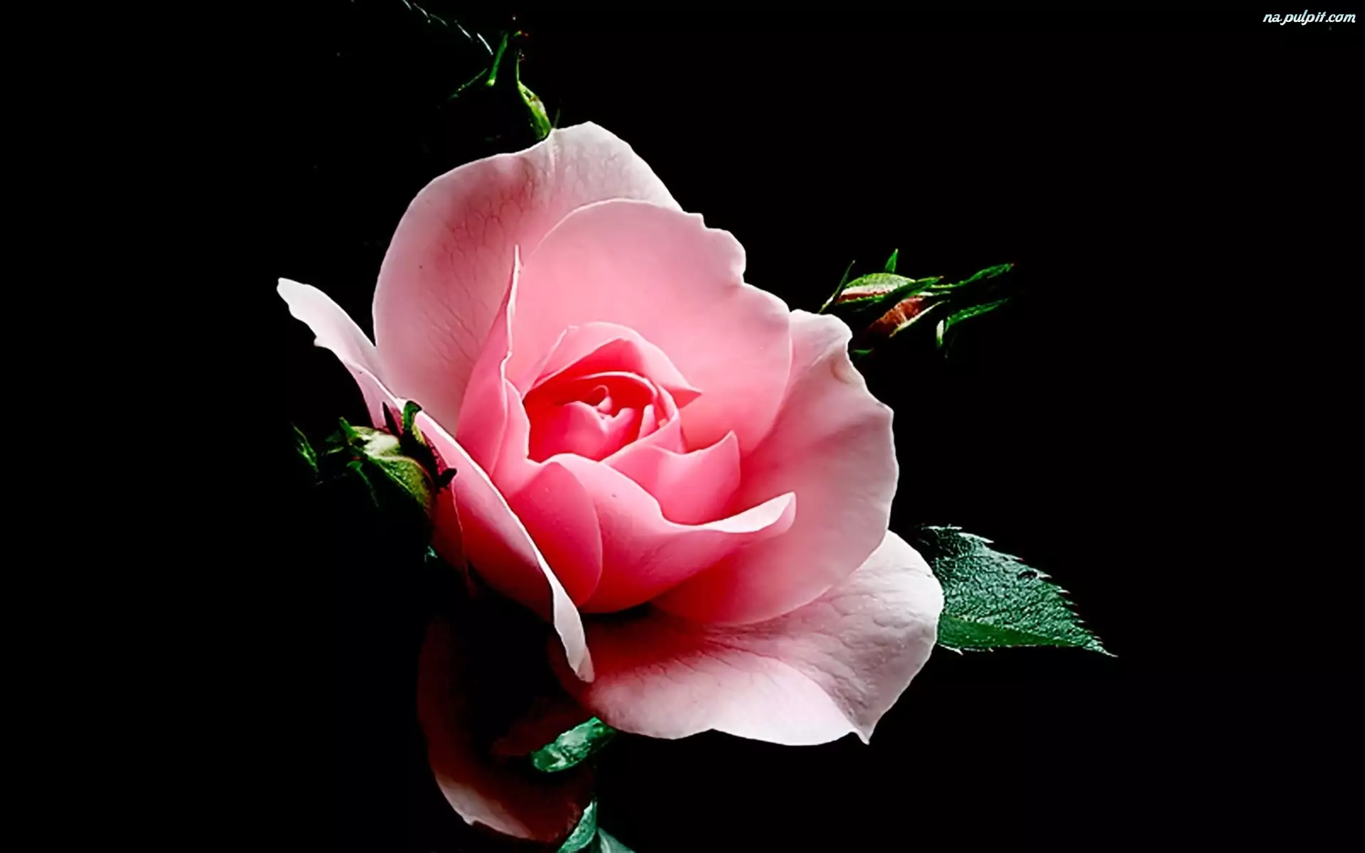 Liście, Kwiat, Róża