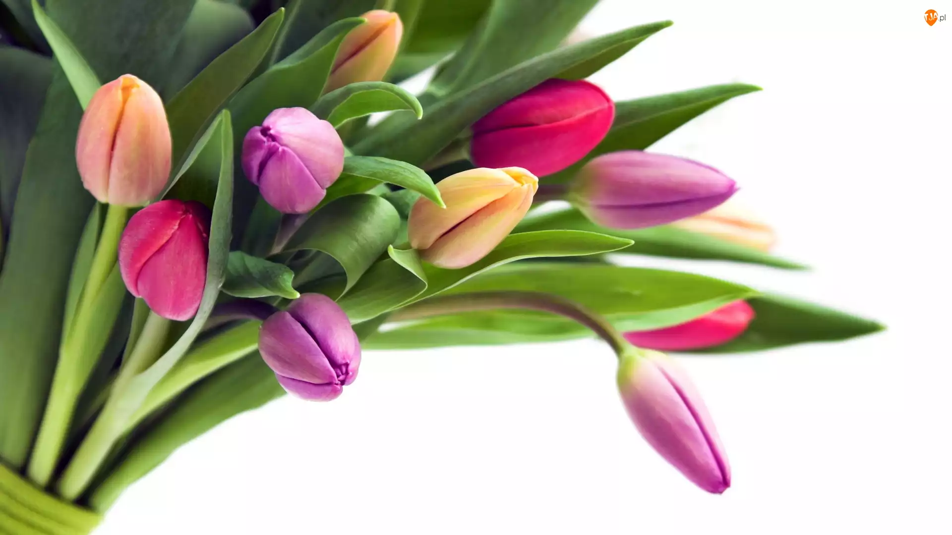 Tulipanów, Bukiet, Kolorowych