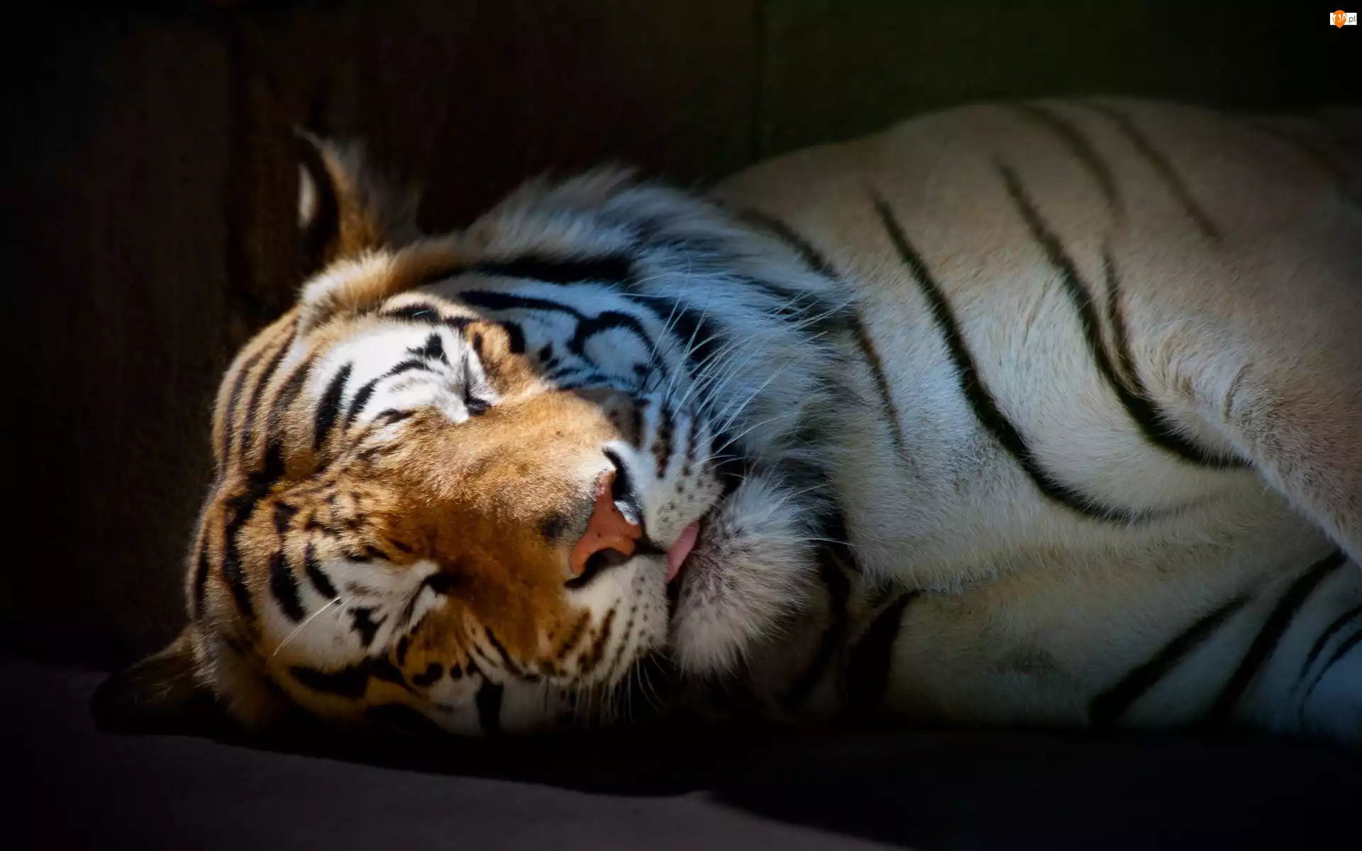 Tygrys, Śpiący