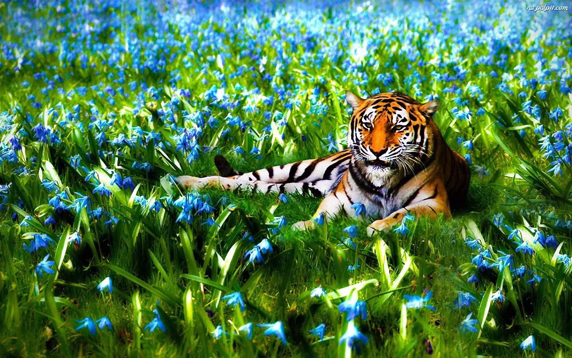 Trawa, Leżący, Tygrys, Kwiaty