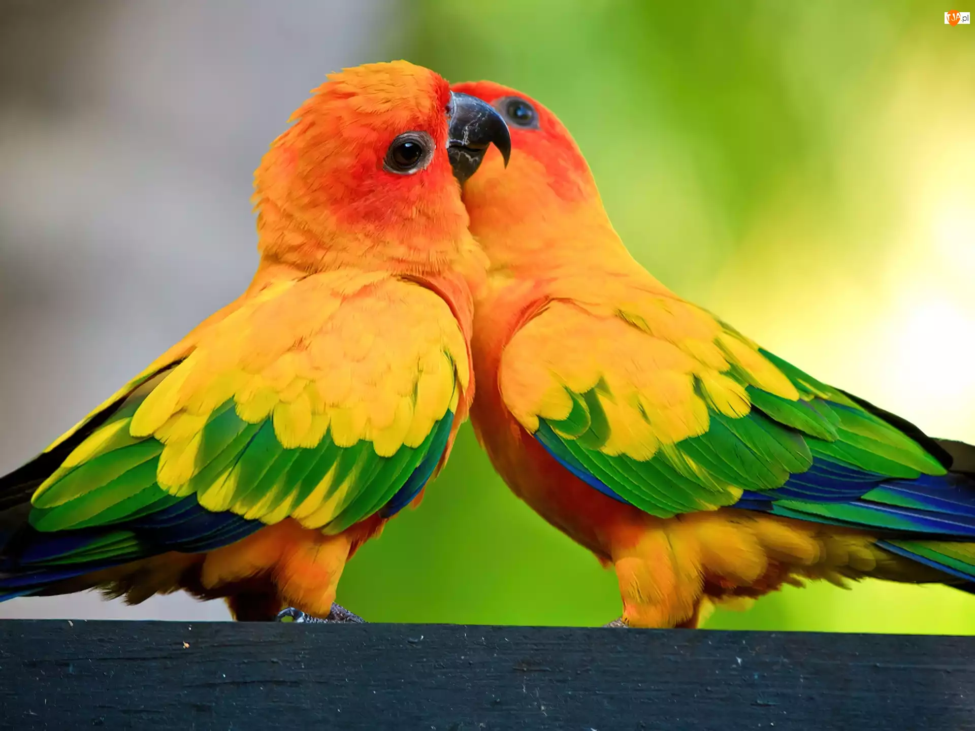 Papużki, Dwie, Kolorowe